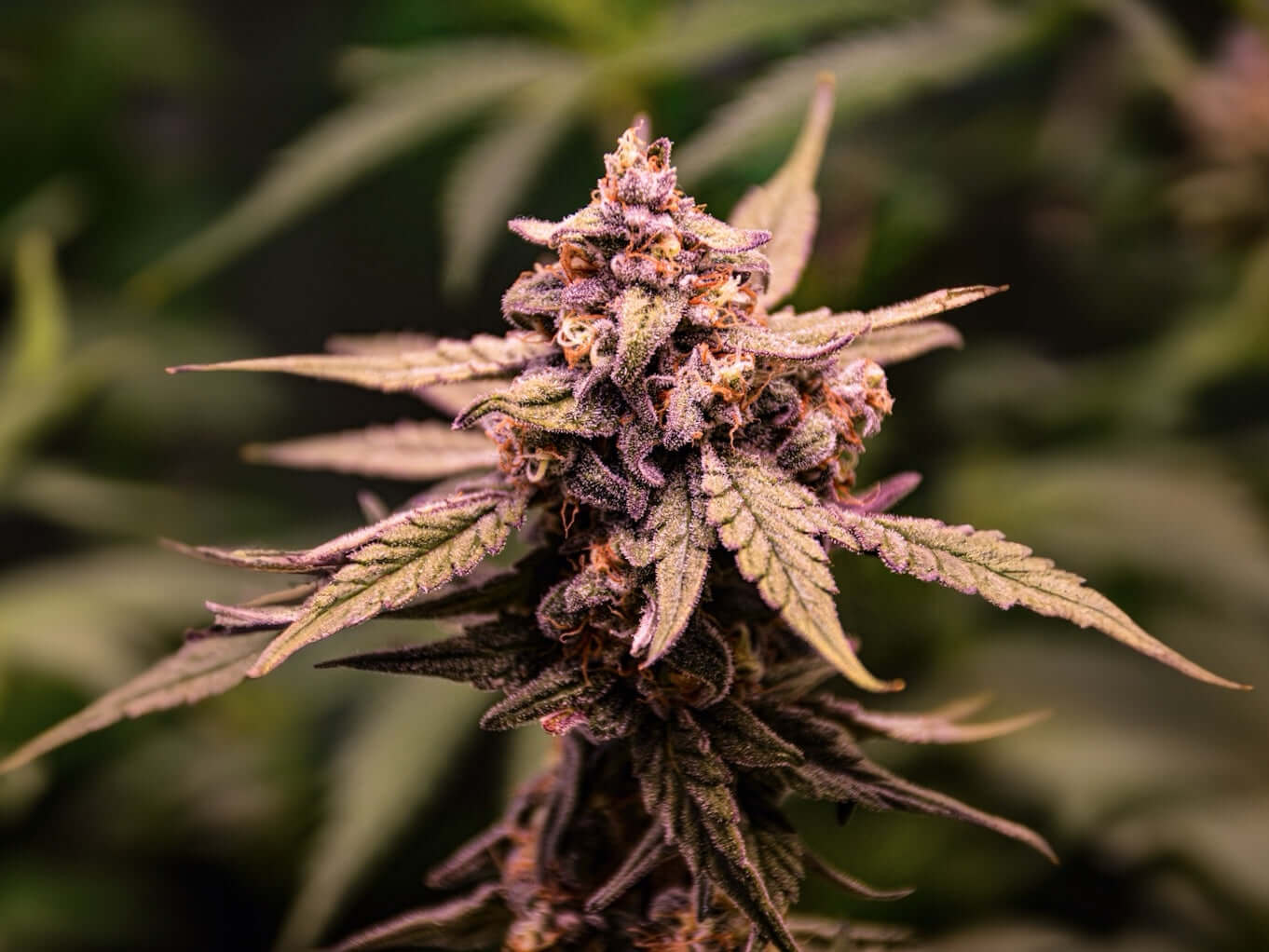 Mystery Kush Pack - TK Seeds