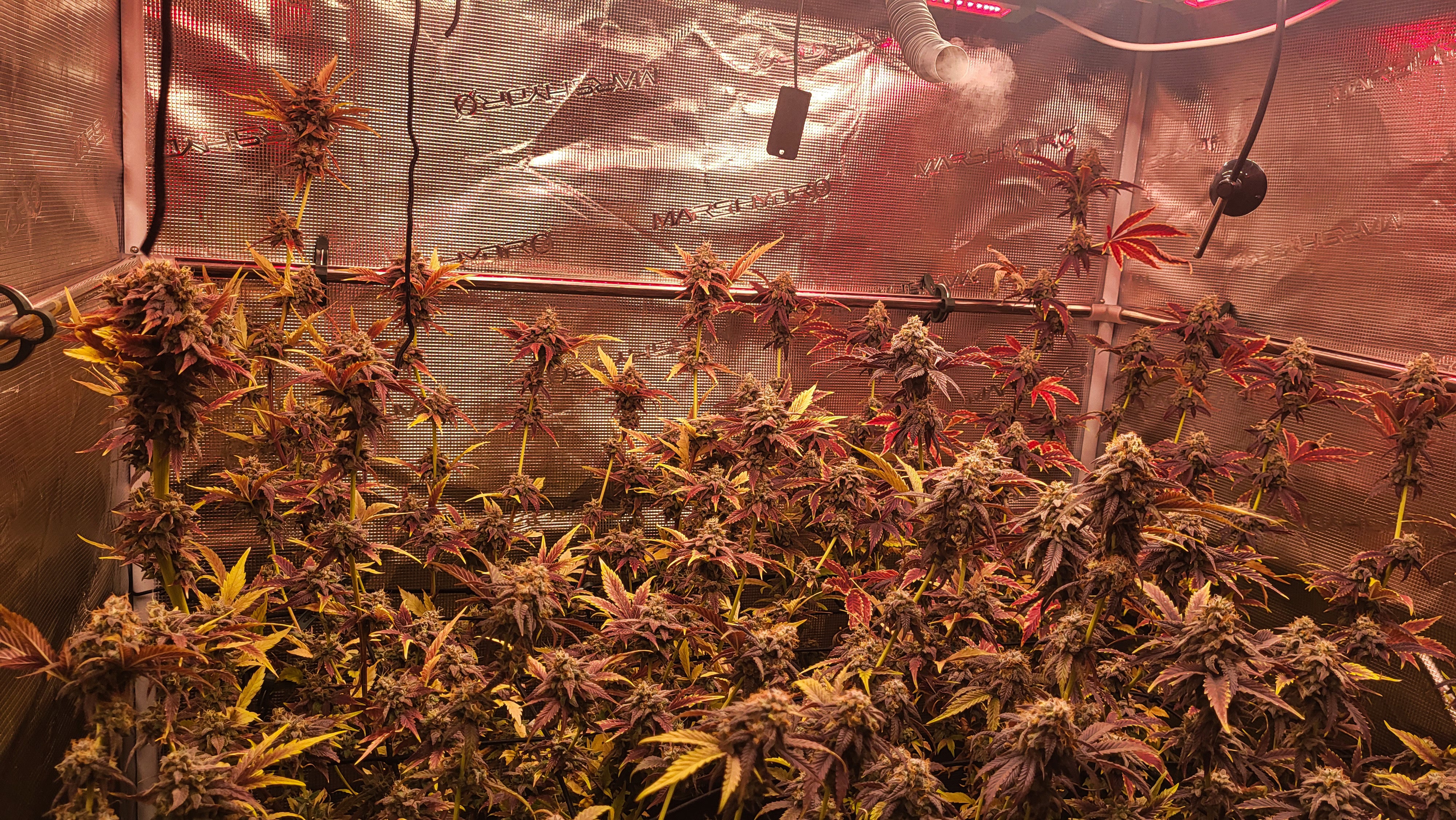 Red Northern Poison – TK Seeds