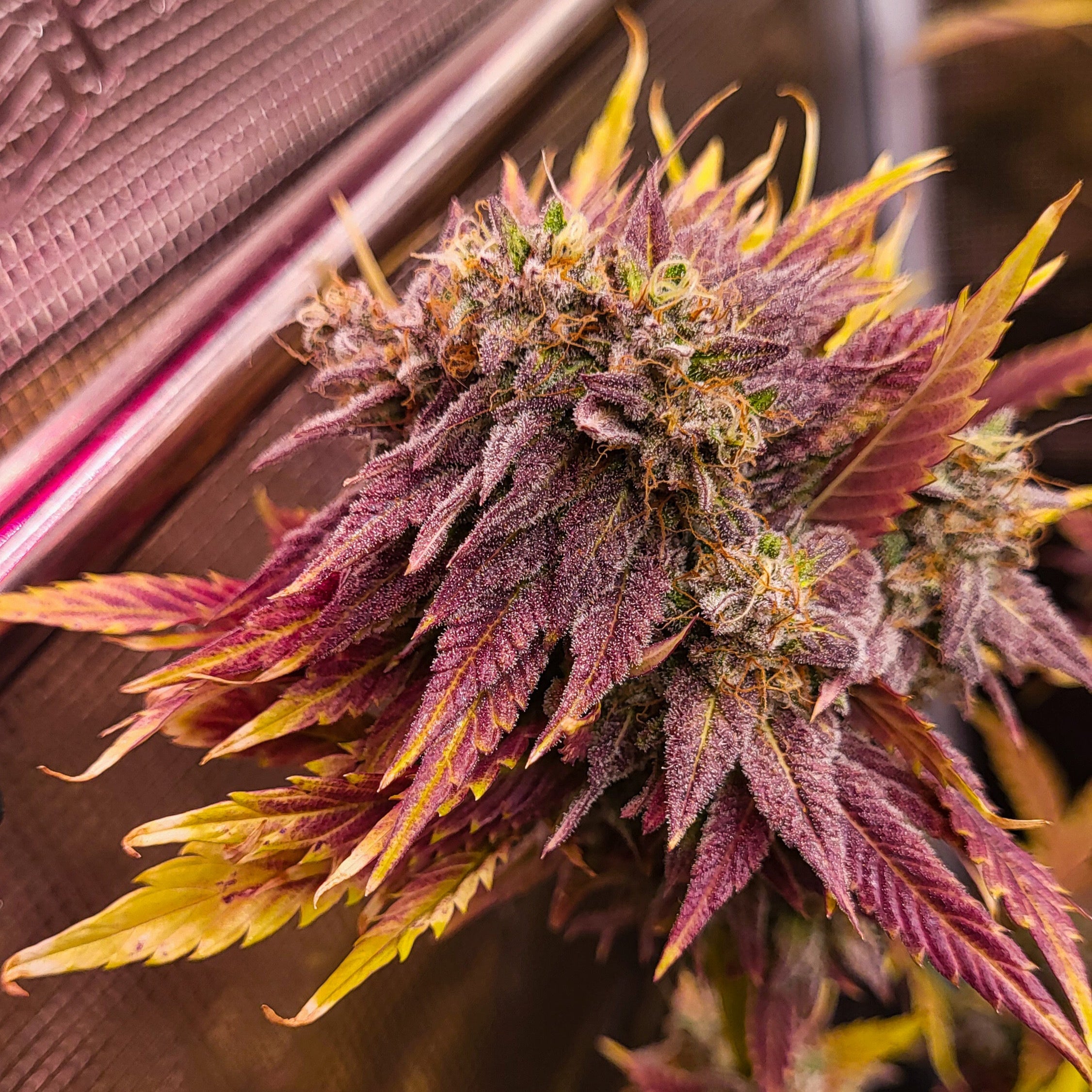 Red Northern Poison – TK Seeds