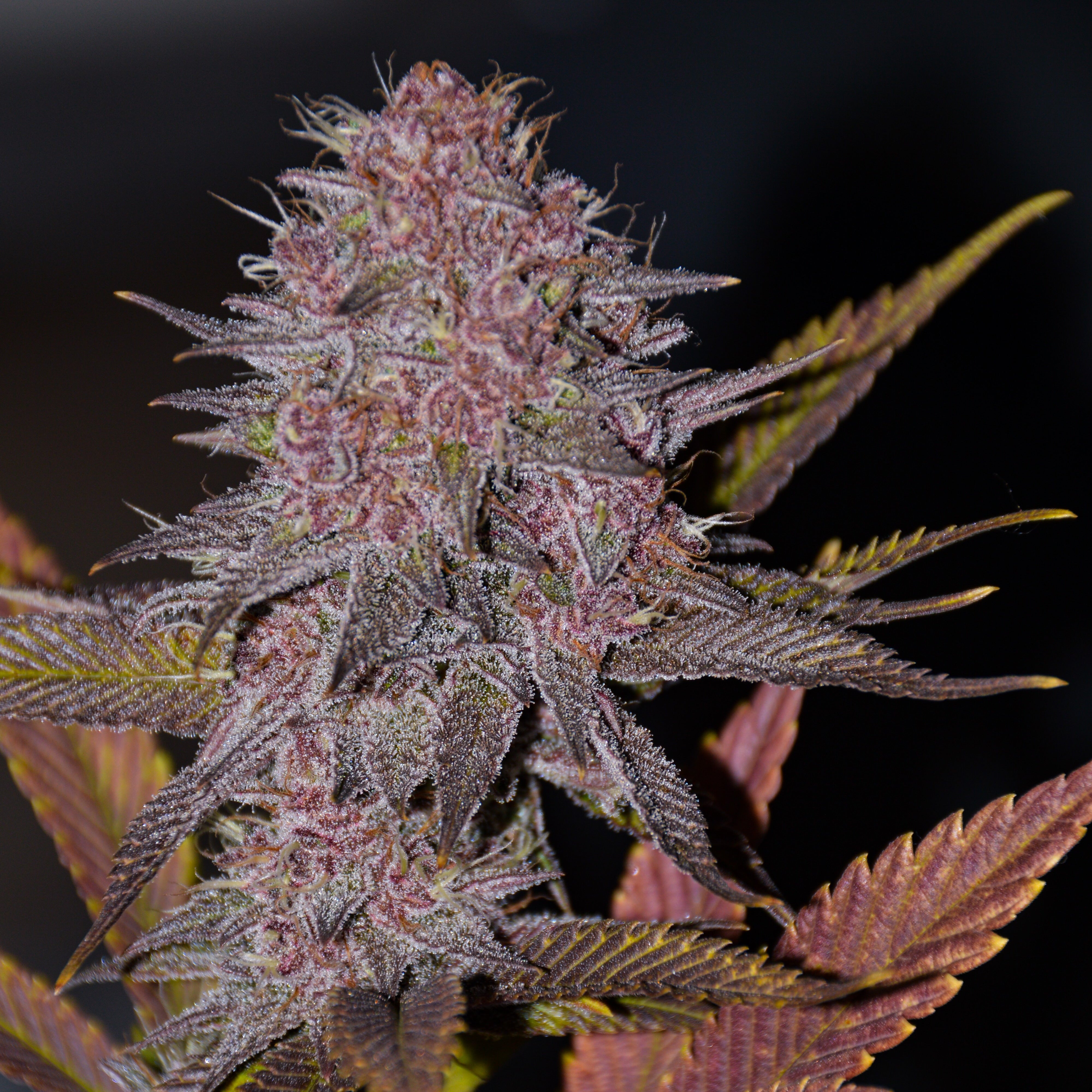 Frosty Purple Cookies – TK Seeds