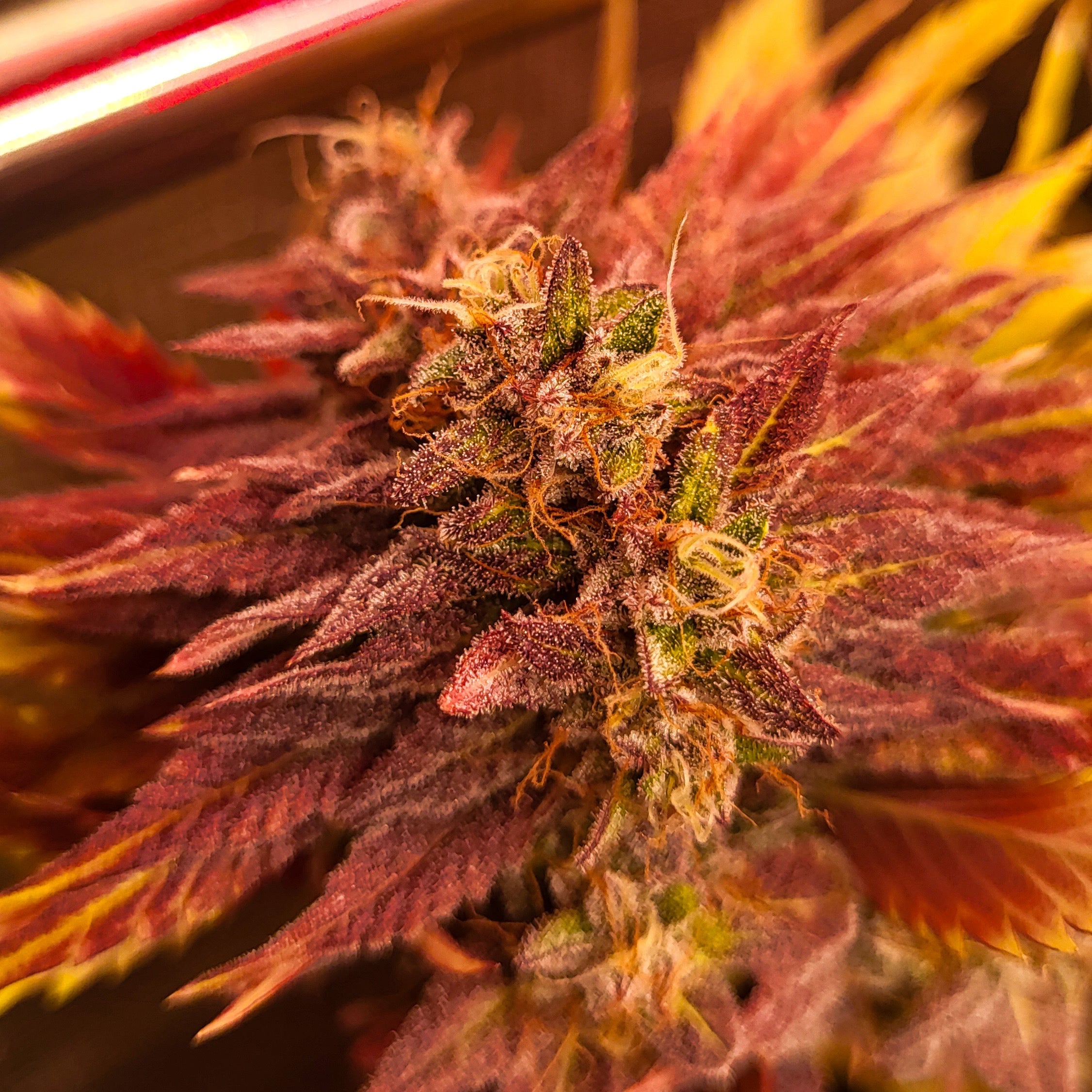 Red Northern Poison – TK Seeds - HAZE & KUSH - CBD Shop