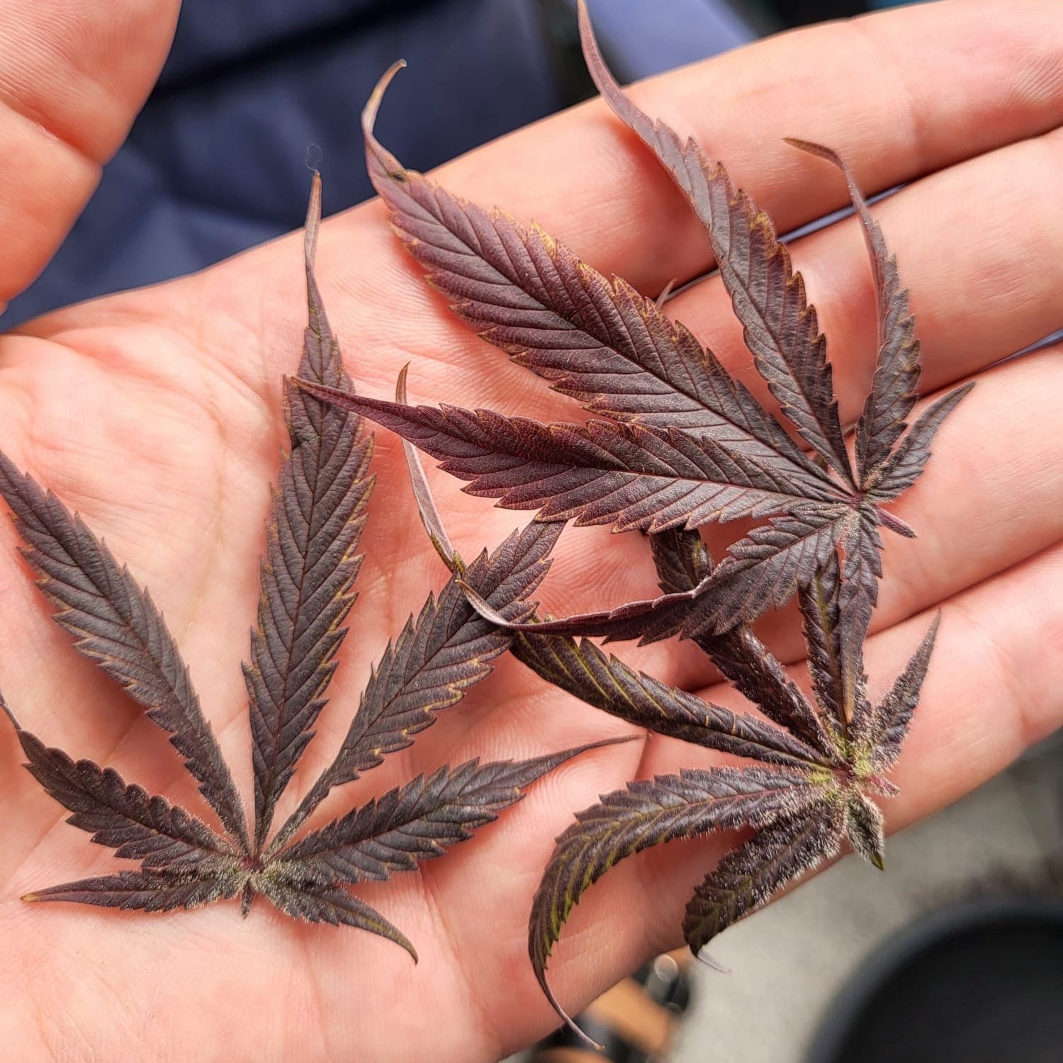 Red Northern Poison – TK Seeds
