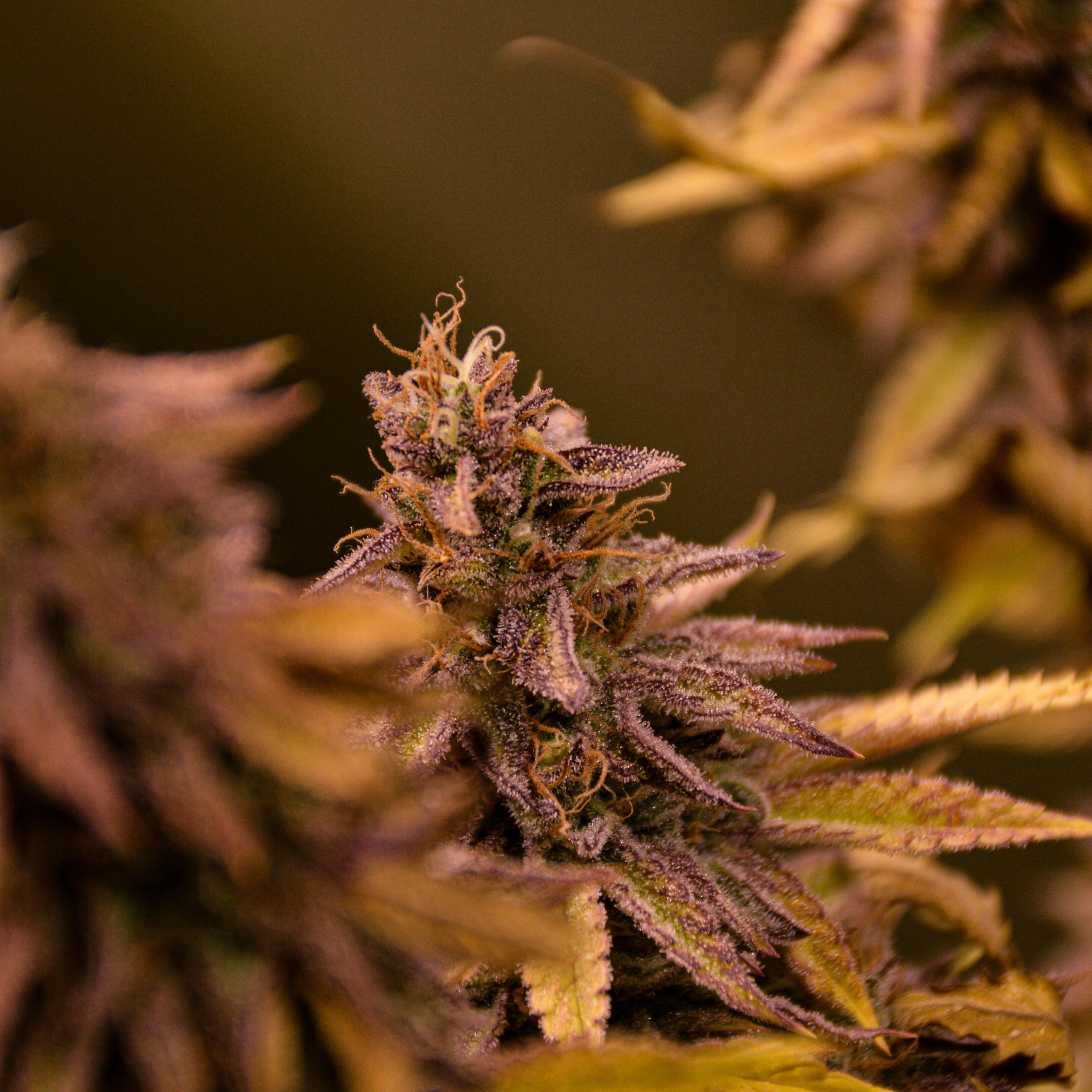 XXX Gorilla OG – TK Seeds
