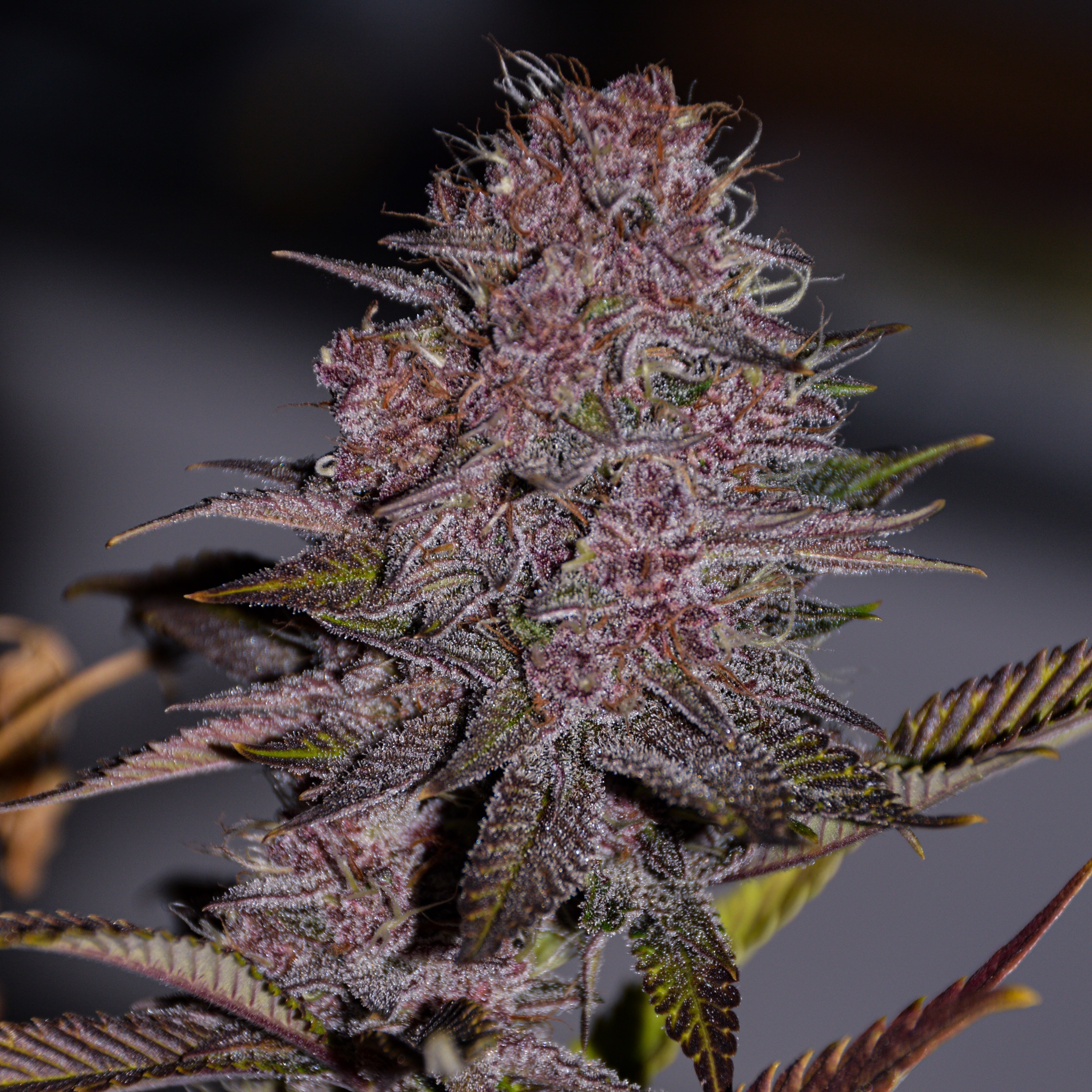Frosty Purple Cookies – TK Seeds