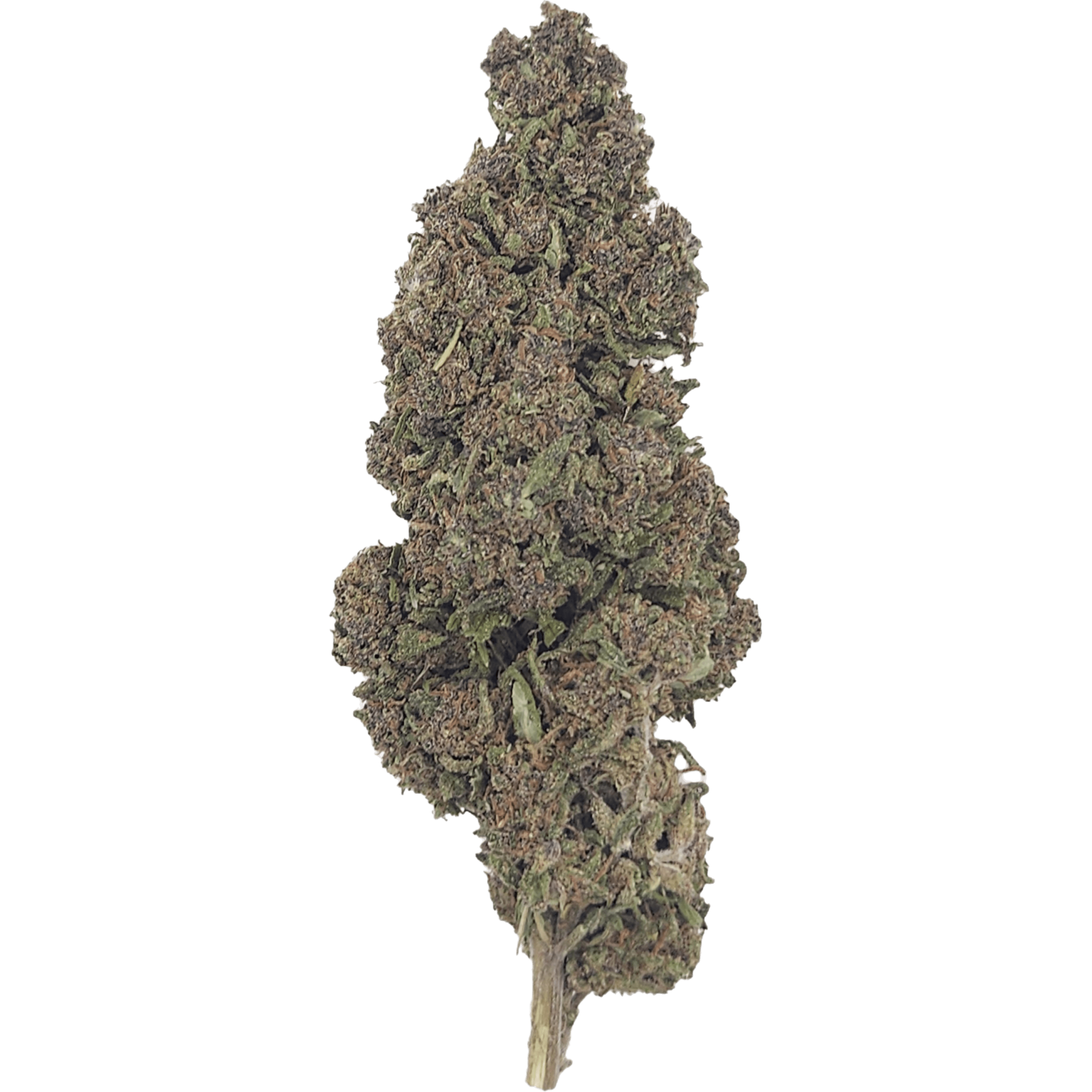 Close-up of Aladin Purple Kush CBD flower, showcasing its dense buds with rich green hues.