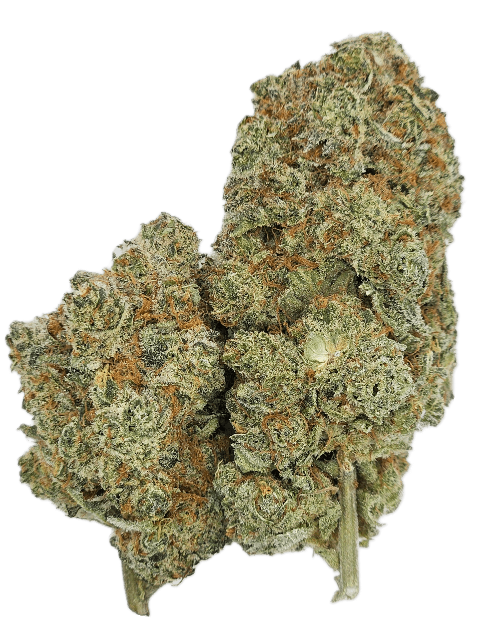 CBD Blüte "BANANA RUNTZ"