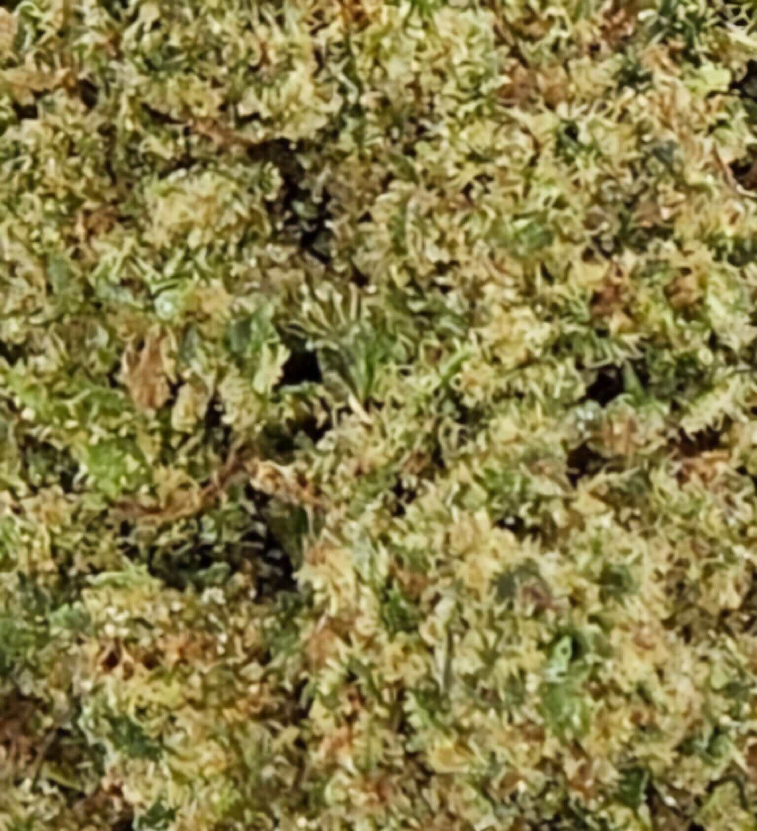 CBD Blüte "BUBBLE GUM" - HAZE & KUSH - CBD Shop