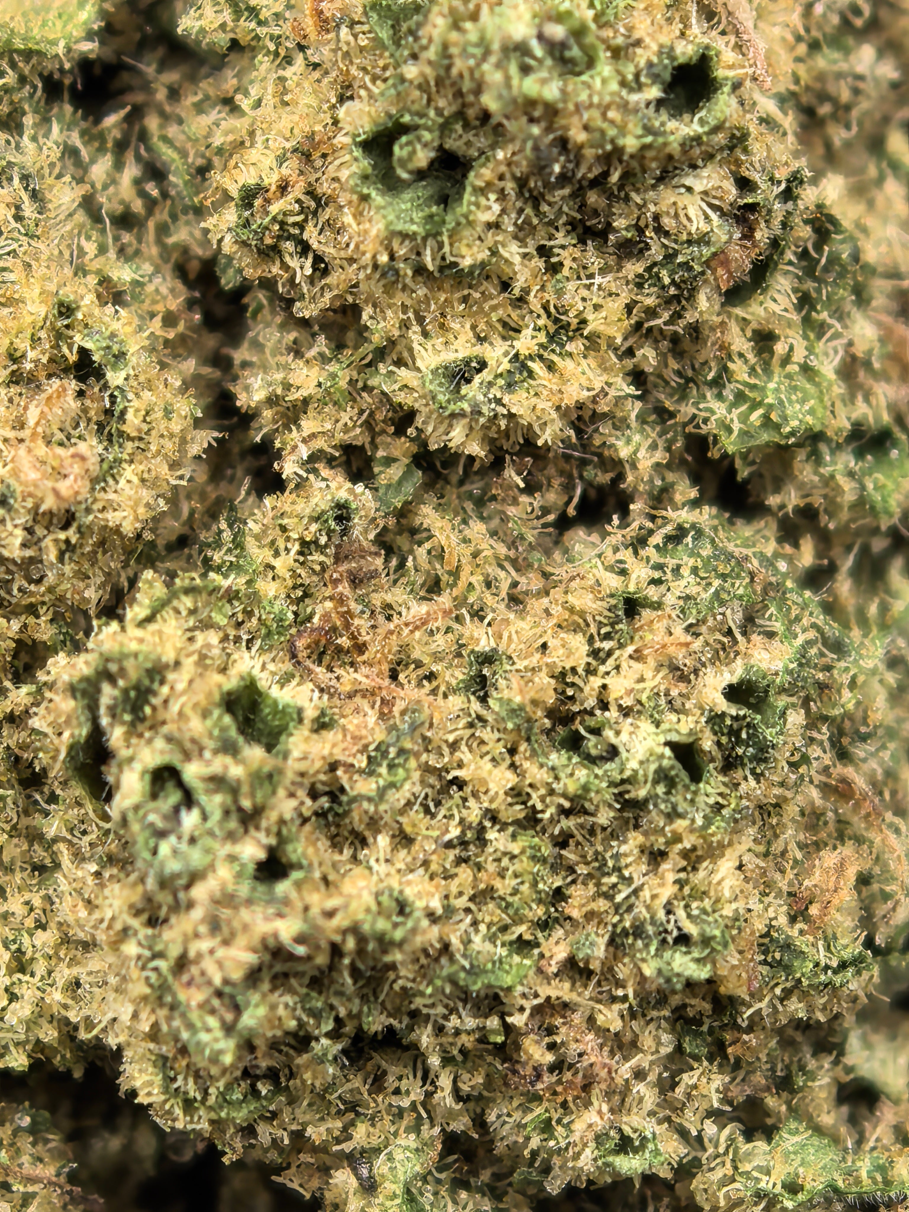 Bubblegum Gelato CBD Blüten 16,9 % – süß & cremig