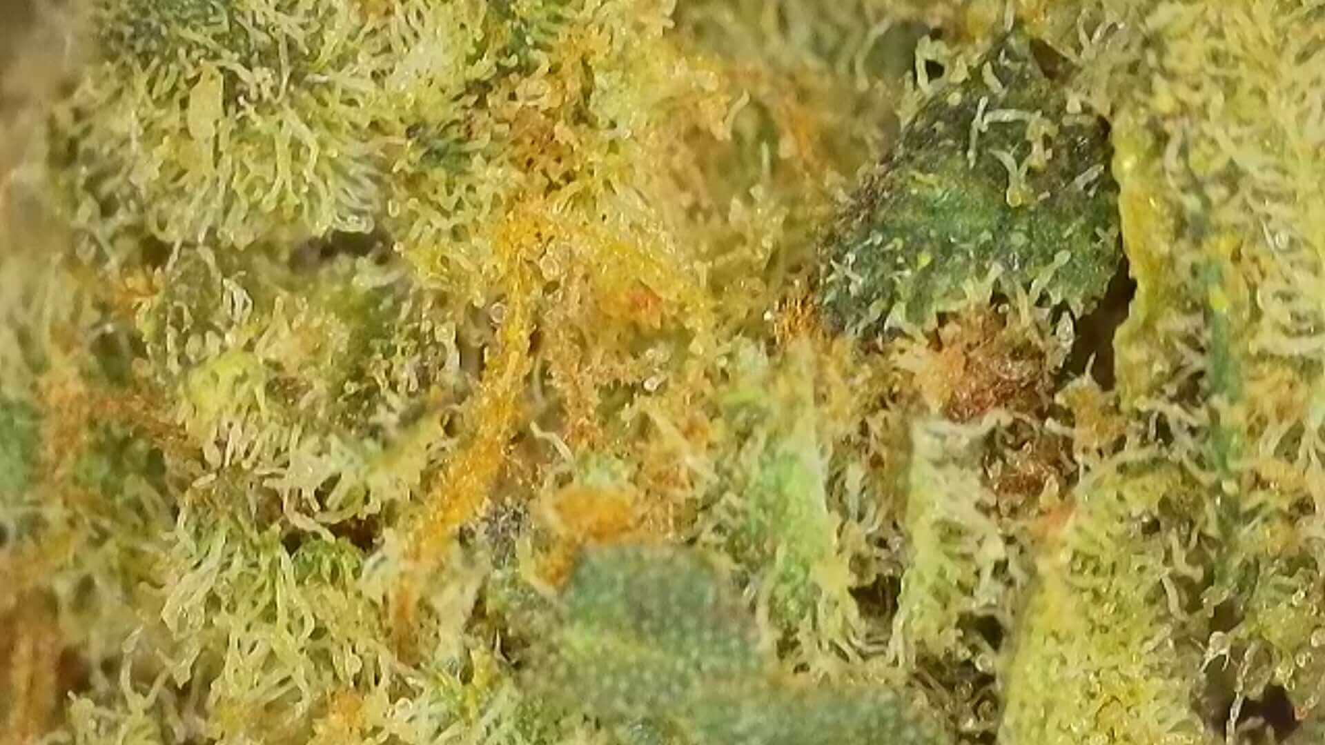 CBD Blüten "AMNESIA HAZE" - HAZE & KUSH - Online CBD Shop