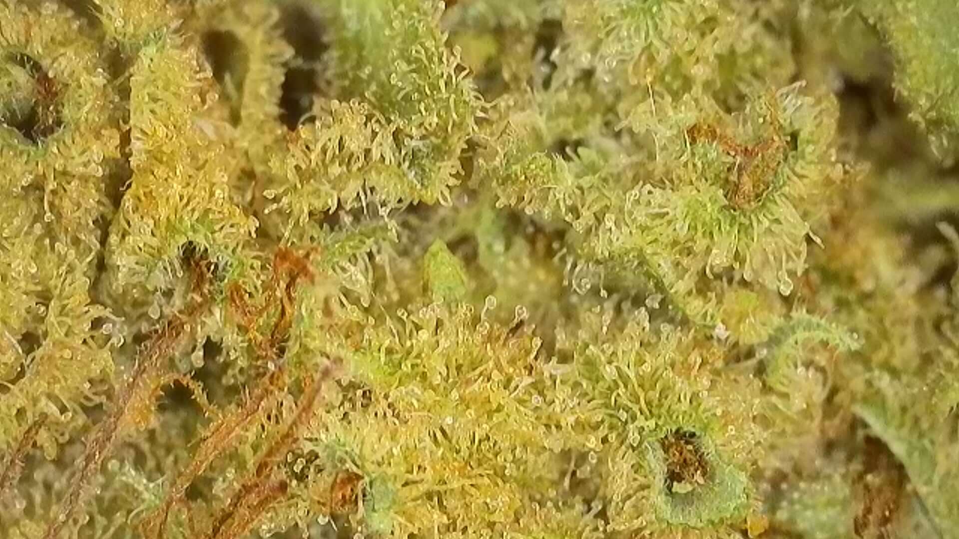 Close-up of Cherry Coco CBD flowers showcasing vibrant green and golden trichomes, highlighting their rich texture.