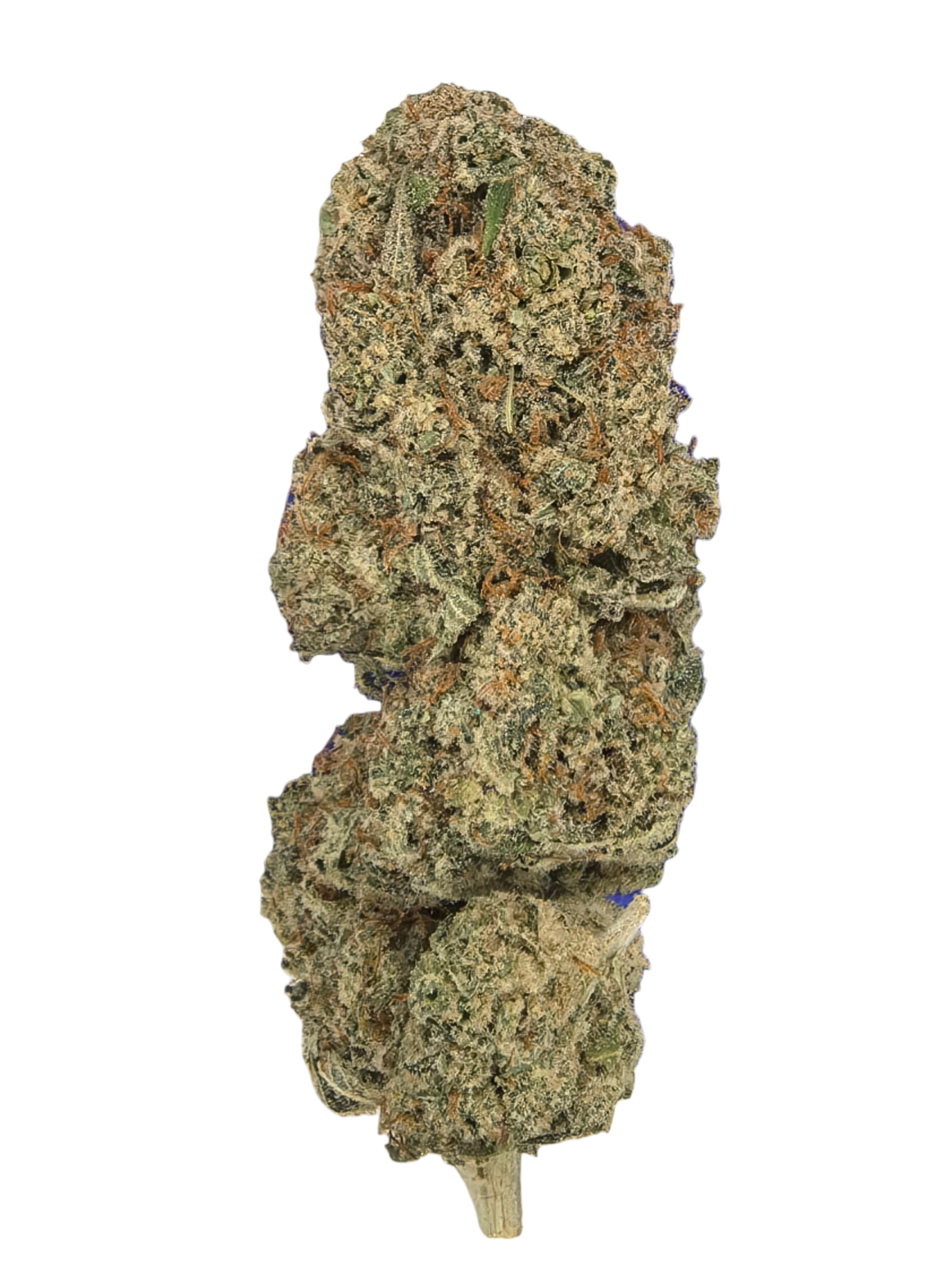 Crystal Snow CBD Blüten 9,98 % CBD + 12,9 % CBG – frisch & klar