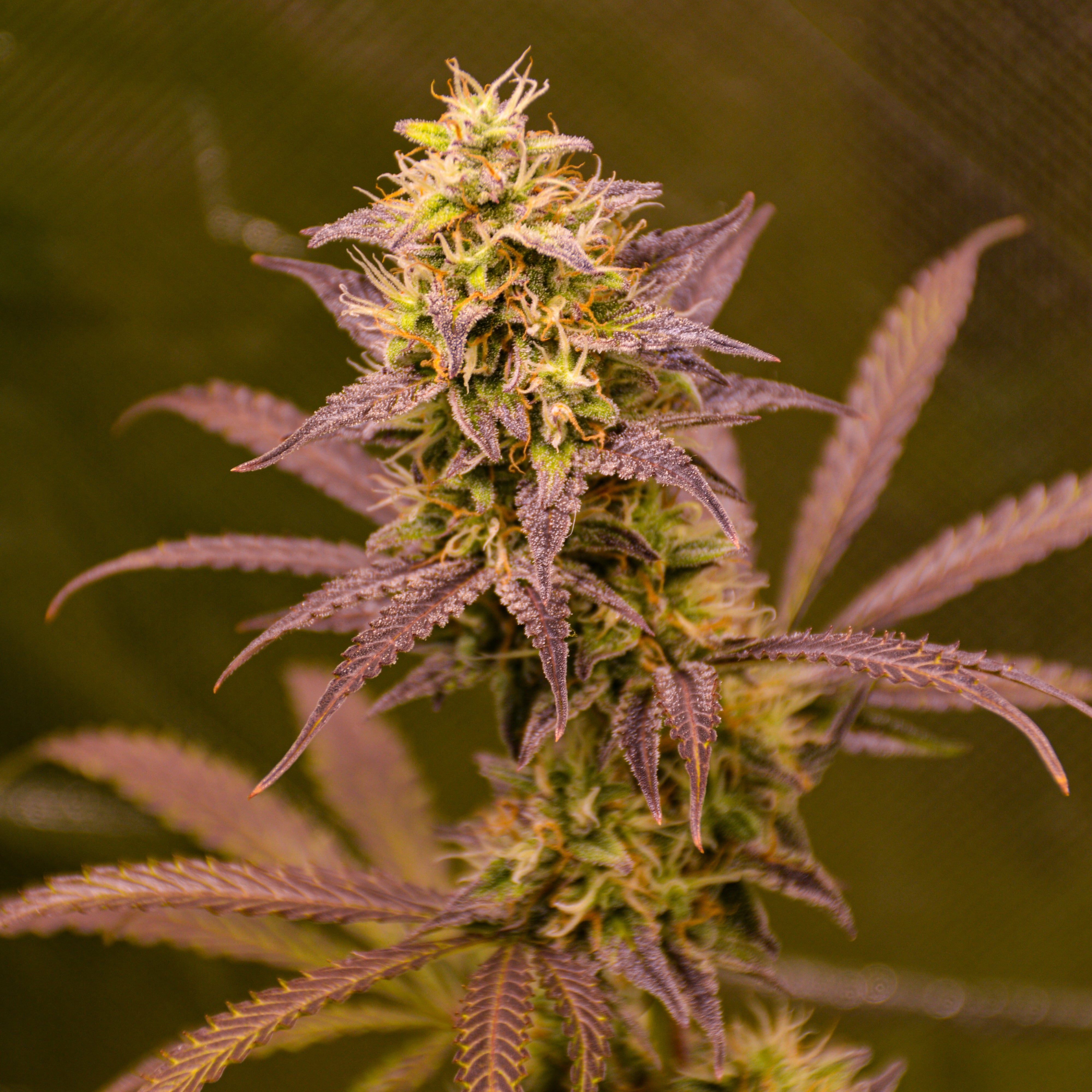 Lemonade Dream – TK Seeds