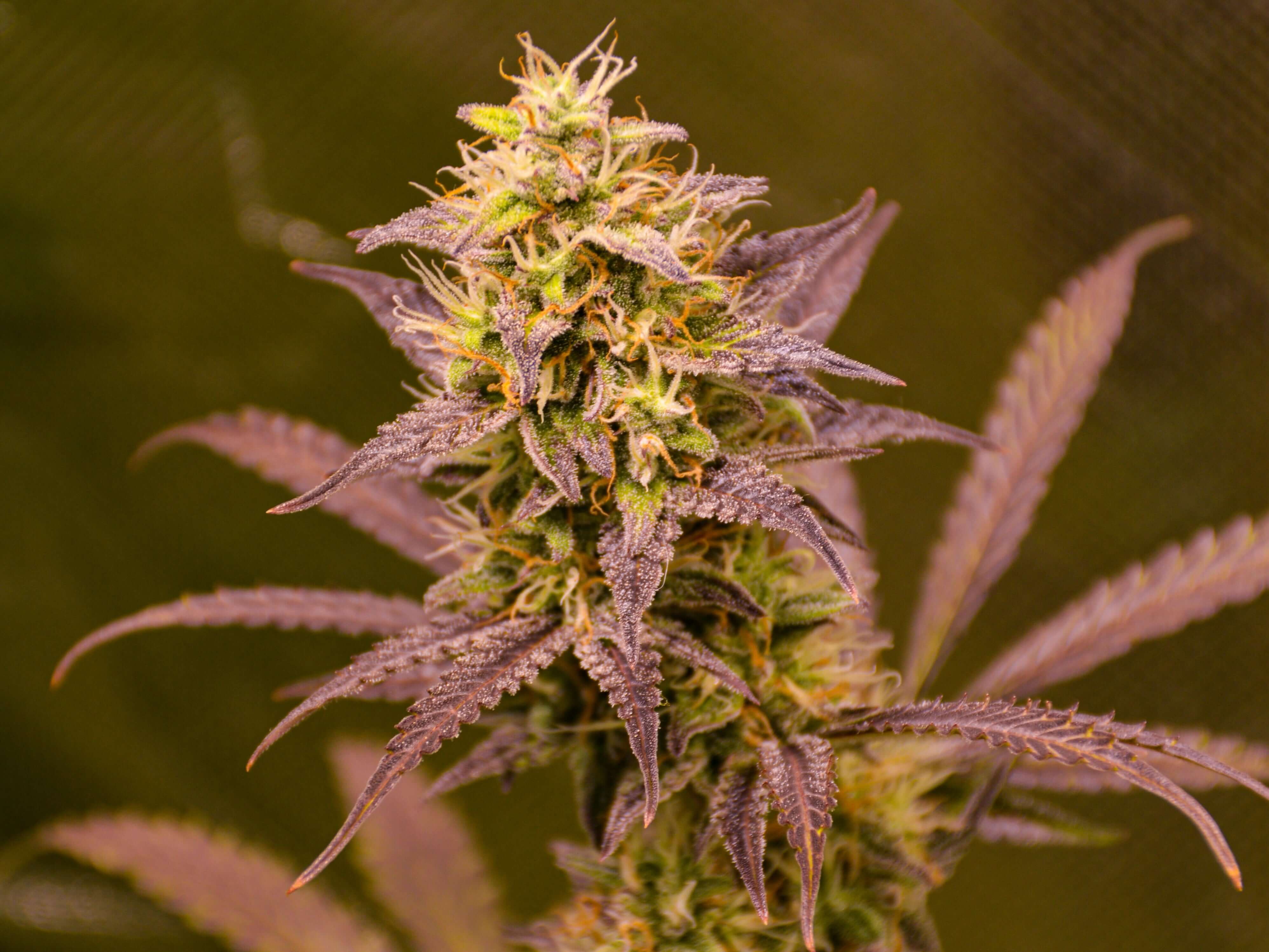 Mystery Kush Pack - TK Seeds