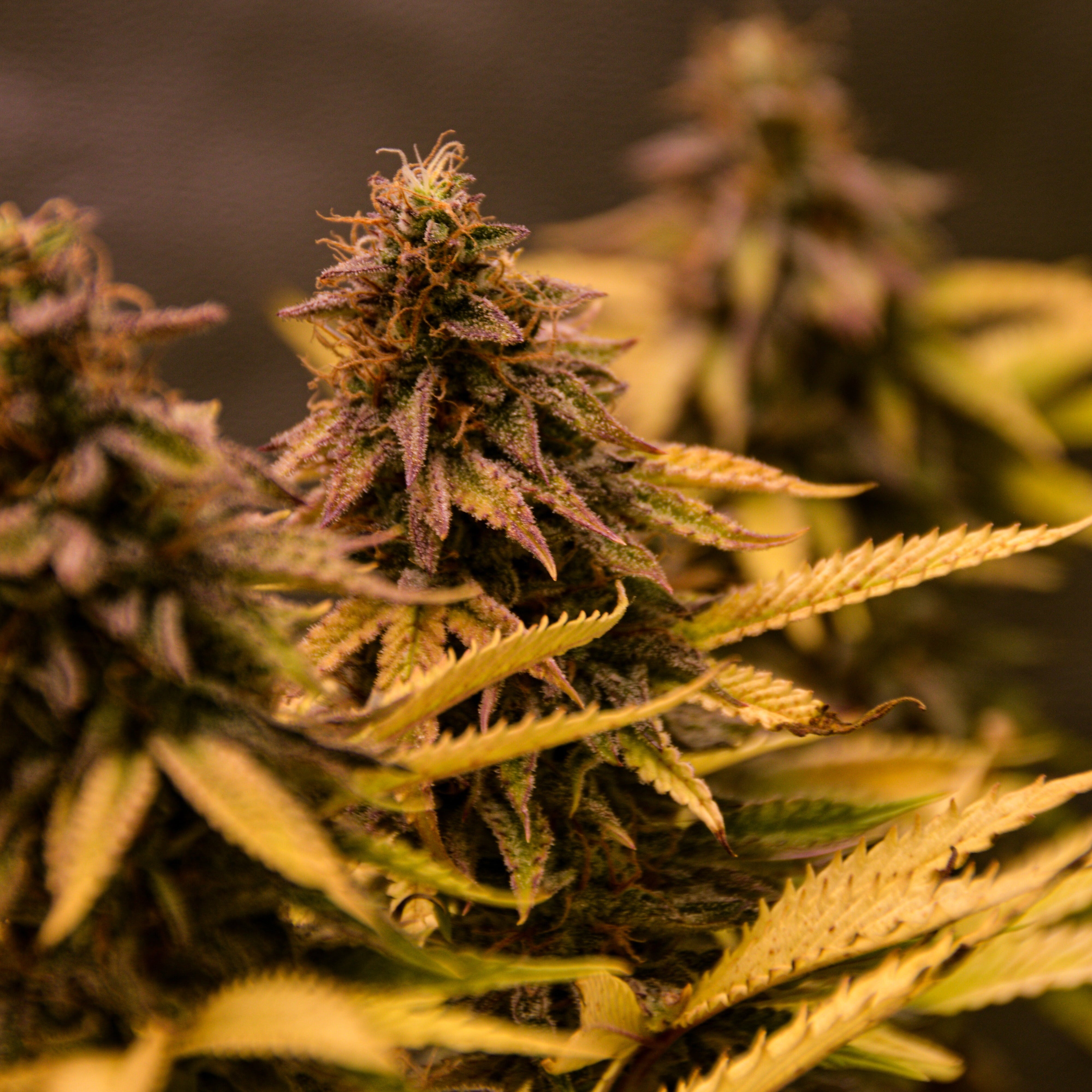 XXX Gorilla OG – TK Seeds