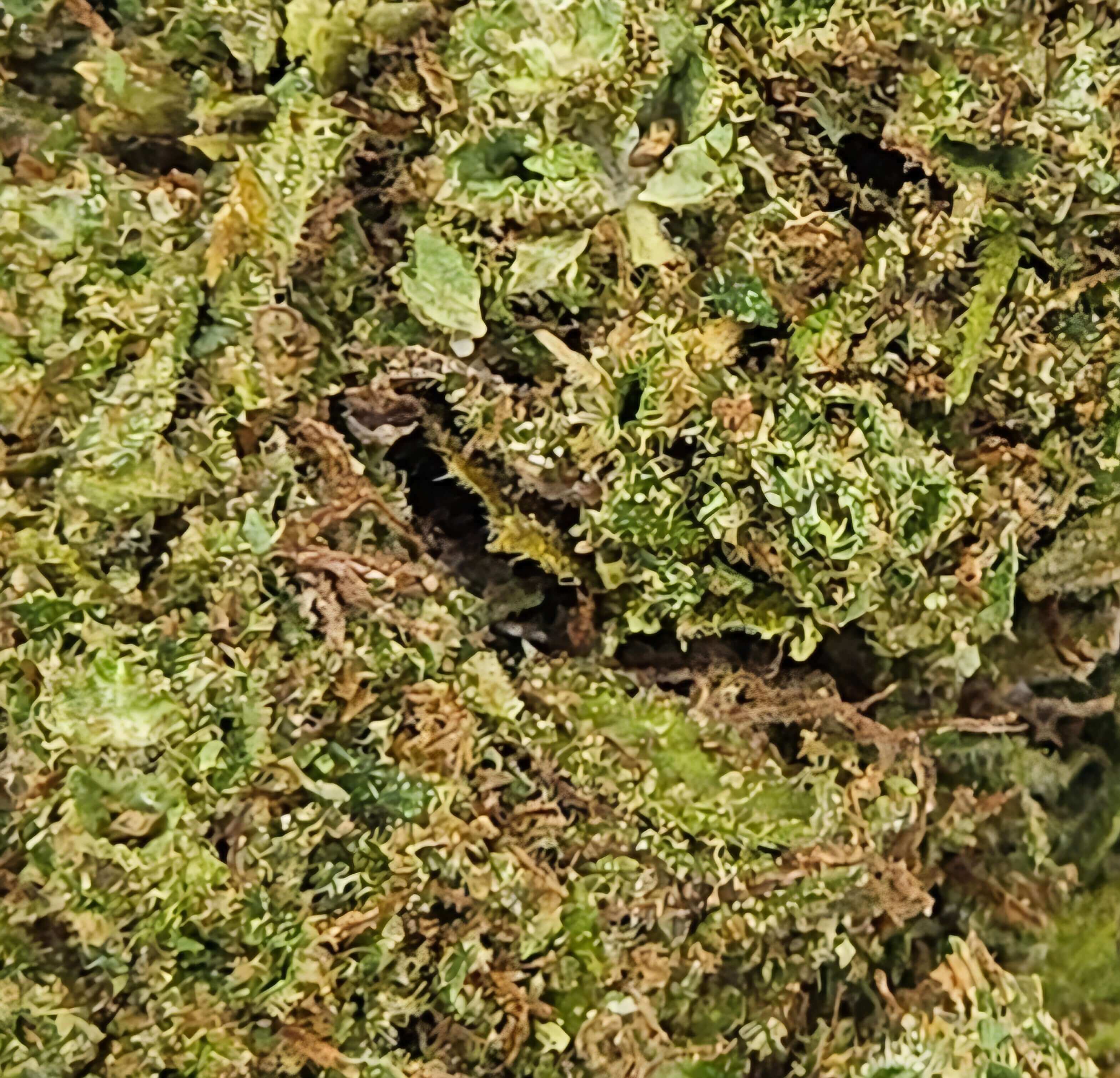 CBD Blüte "FRUIT" - HAZE & KUSH - CBD Shop