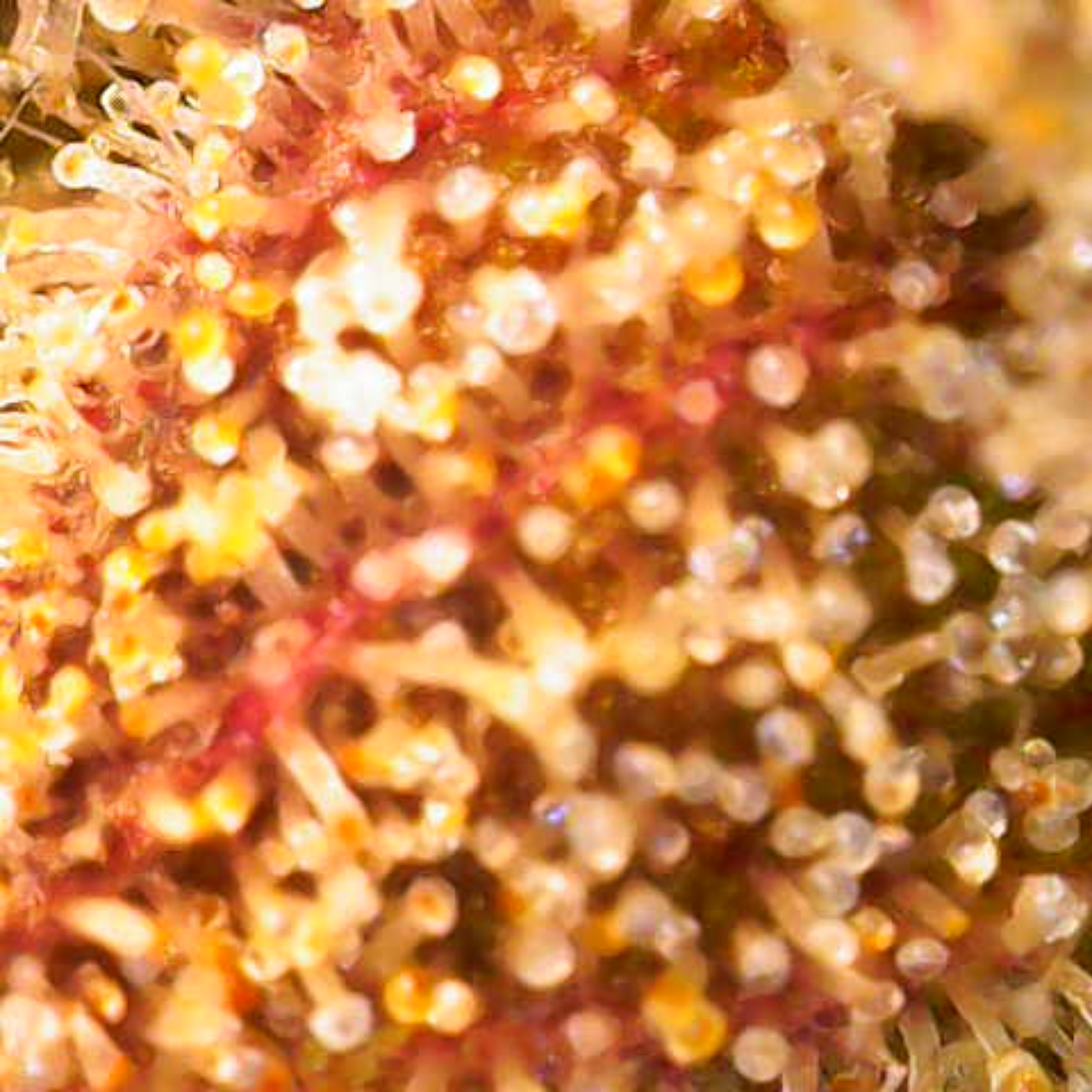 XXX Gorilla OG – TK Seeds