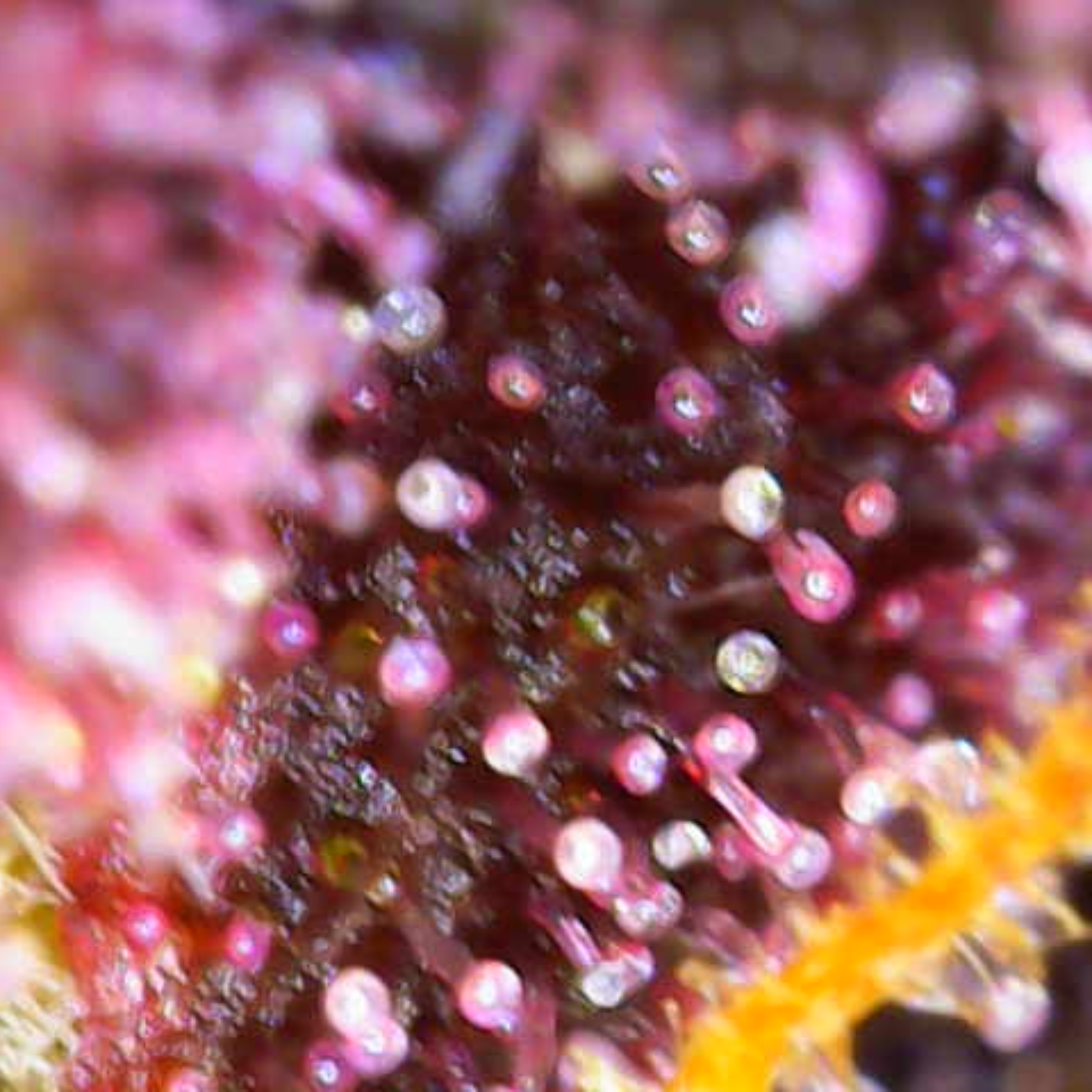 Frosty Purple Cookies – TK Seeds