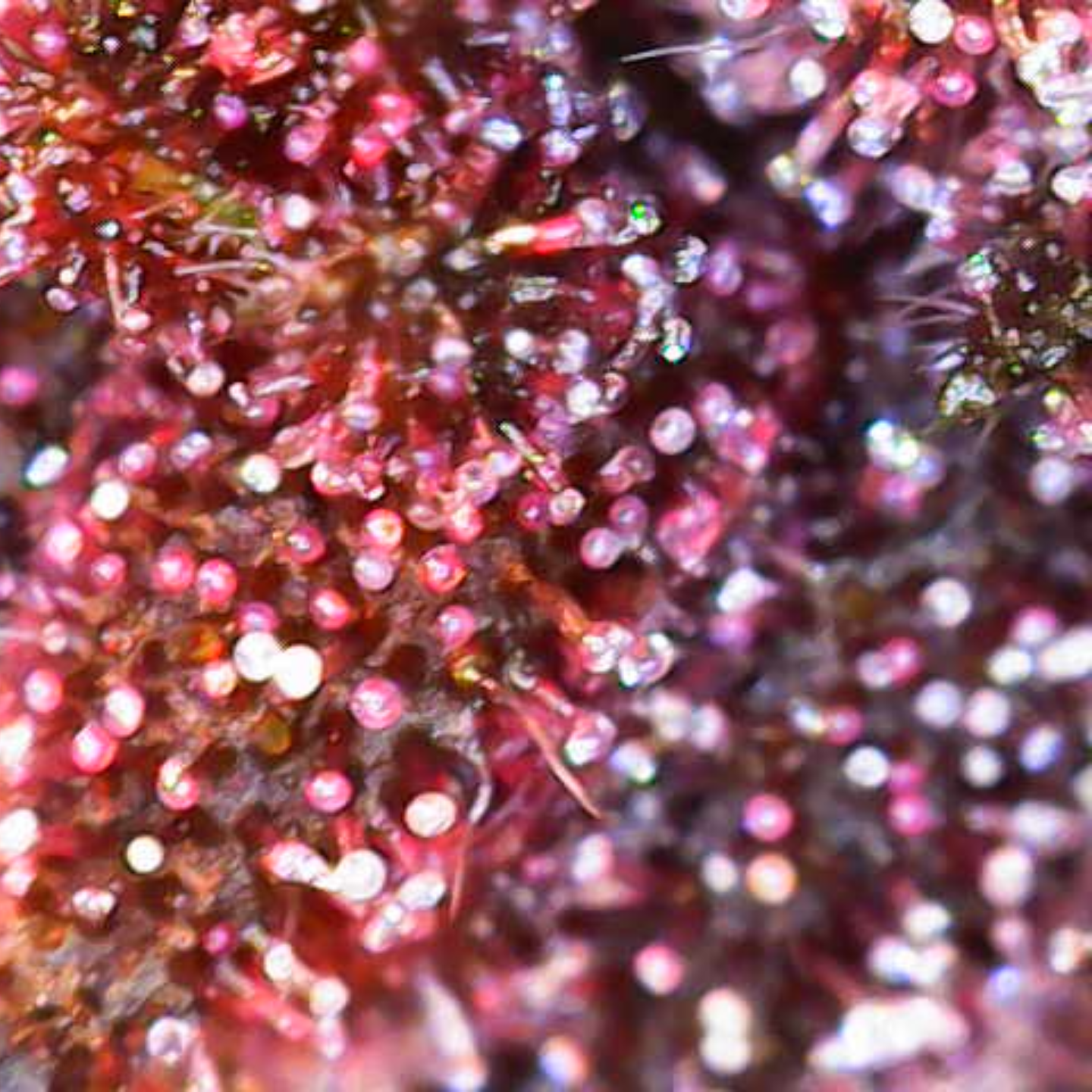Frosty Purple Cookies – TK Seeds