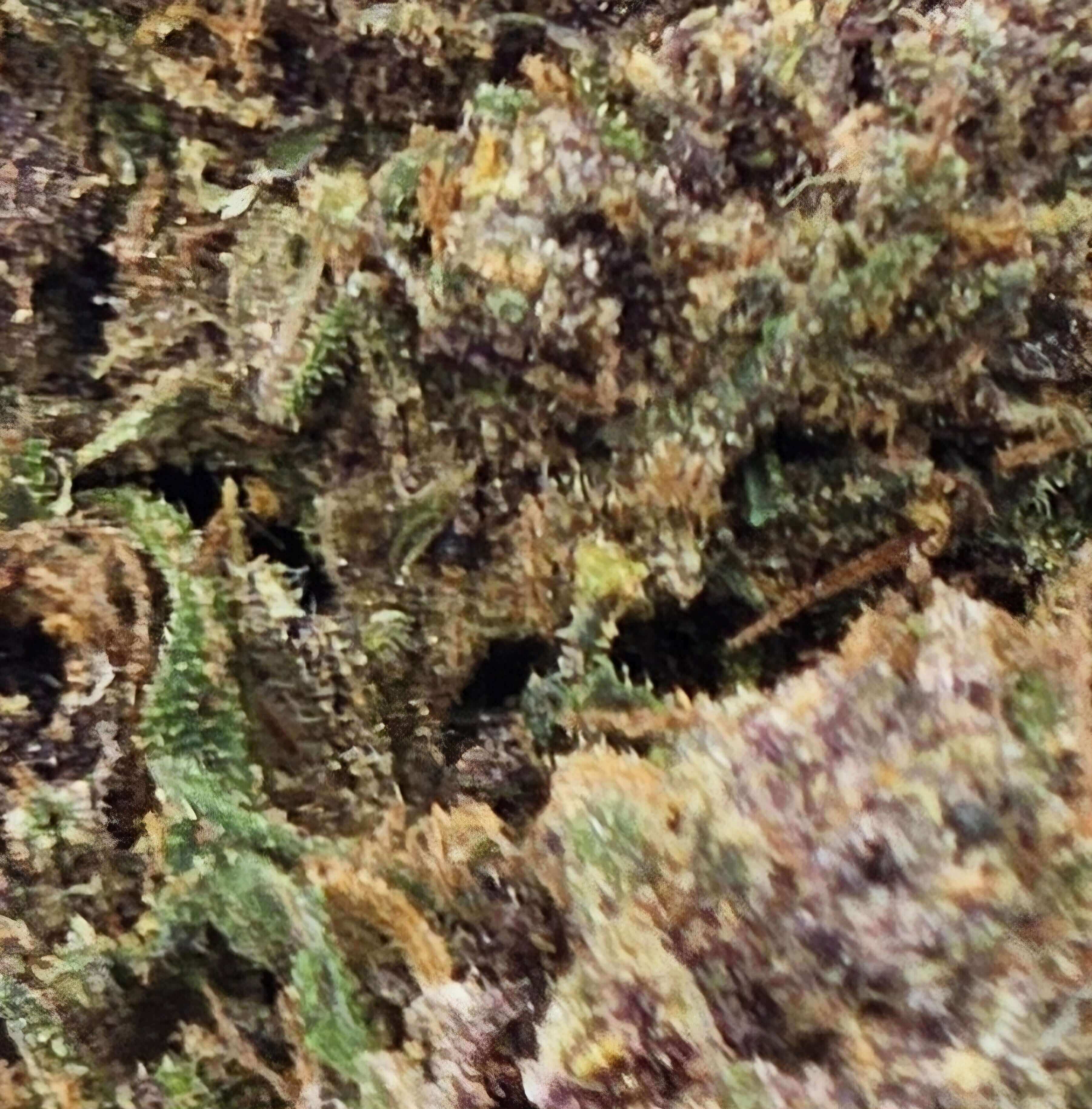 CBD Blüte "LEMON PURPLE" - HAZE & KUSH - CBD Shop