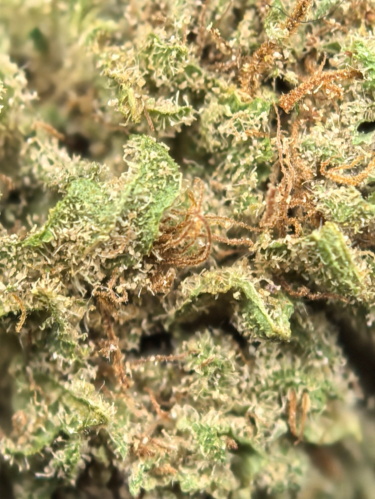 NORTHERN LIGHTS CBD Blüten 6,4% – erdig, würzig & harzig
