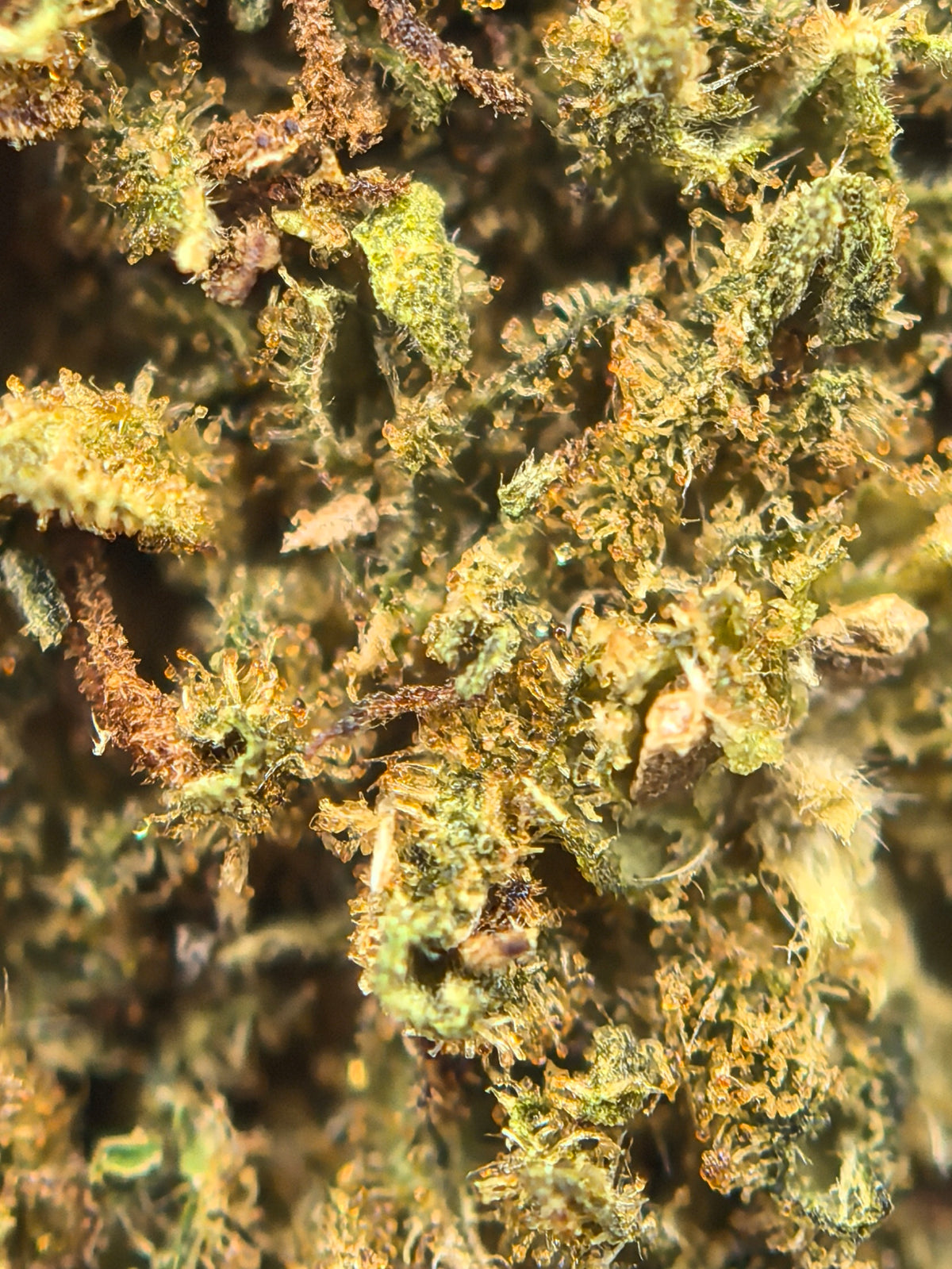 Tangie Dream CBD Blüten 7,03% CBD + 2,61% CBG – zitrisch, würzig & gassy