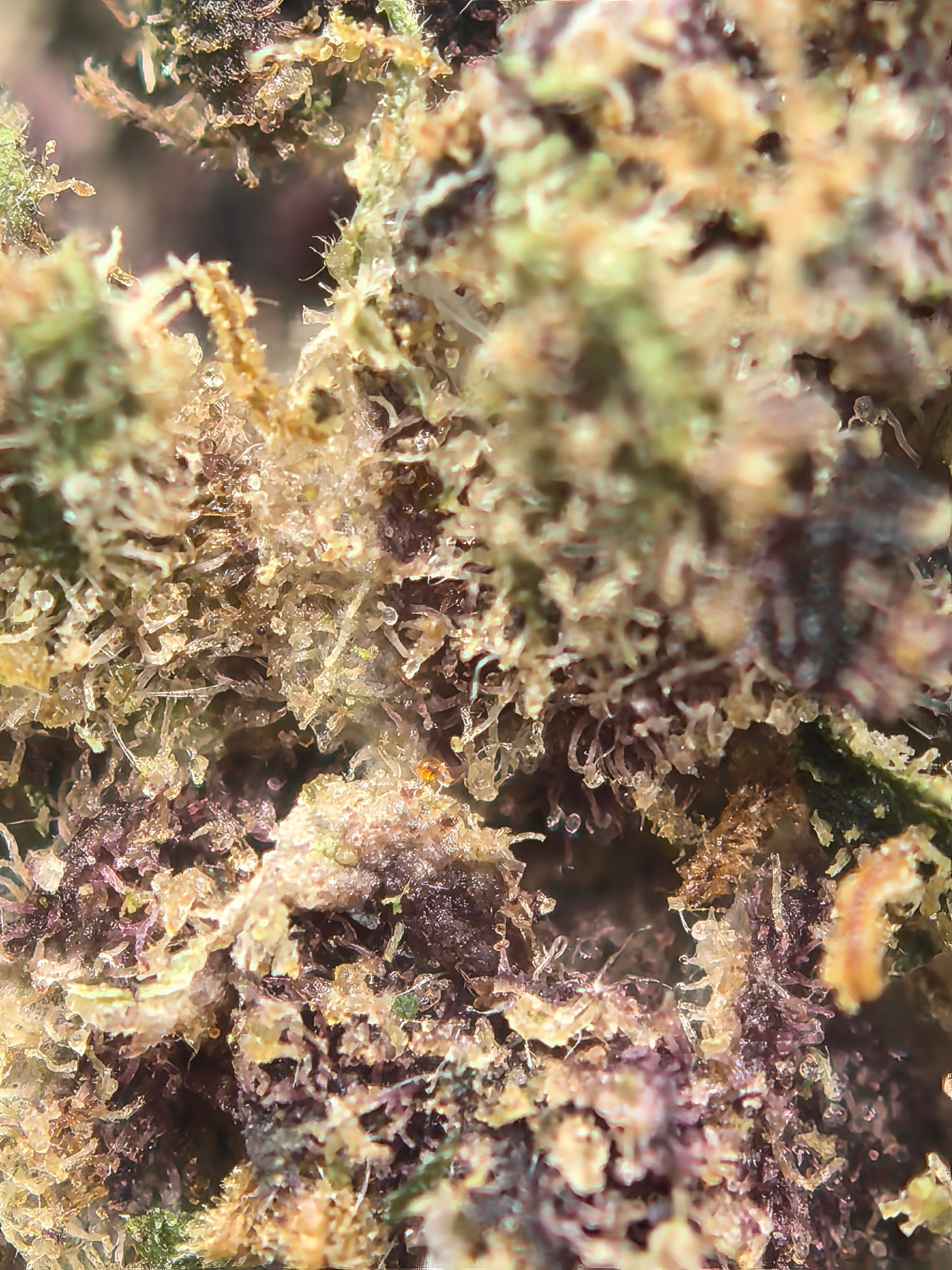 Yuzu CBD Blüten 13,05% – zitrisch & floral