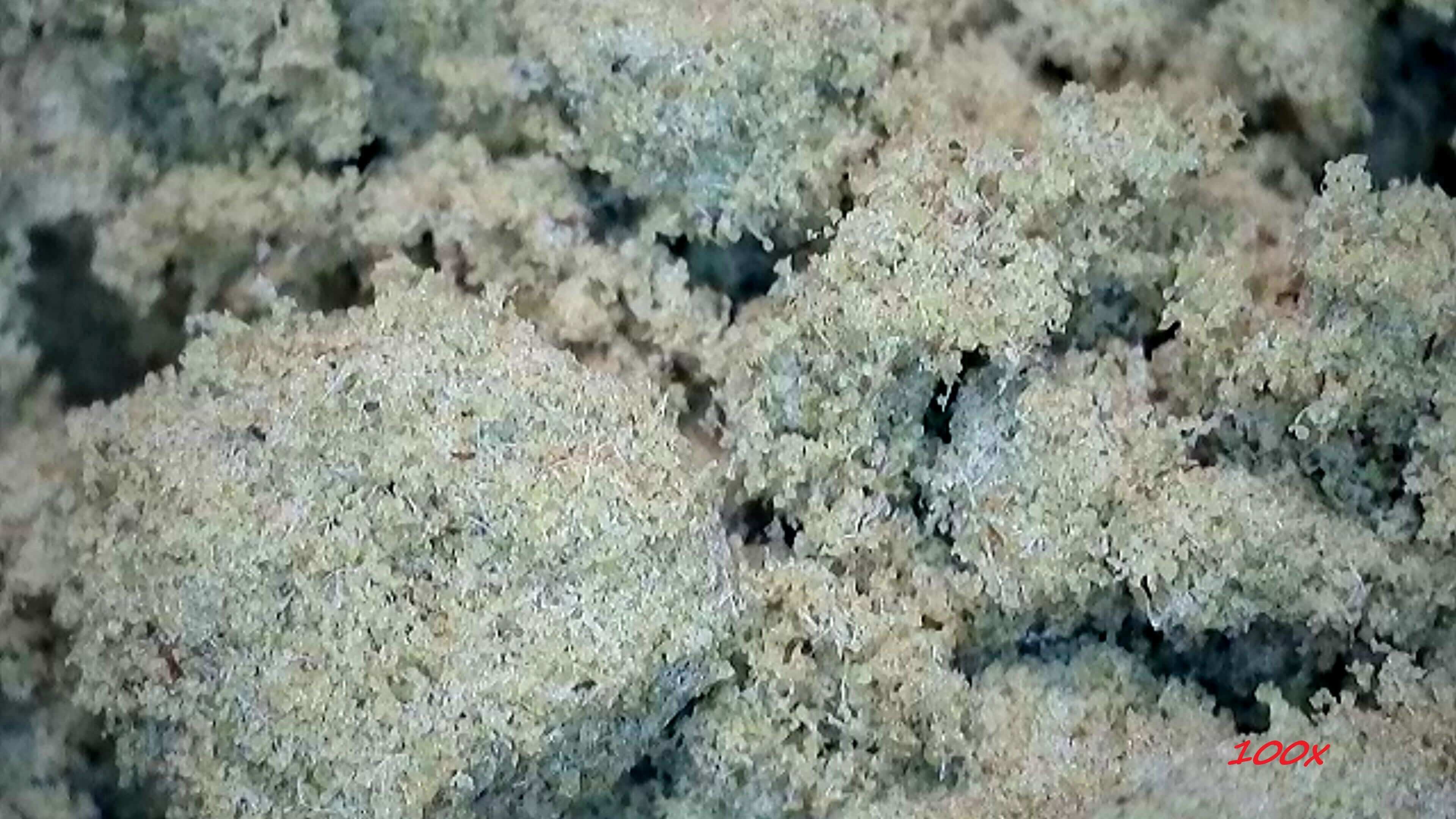 CBD Hasch "ICE-O-LATOR" - HAZE & KUSH - CBD Online Shop