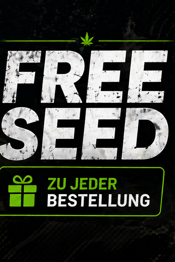 Gratis Cannabis Samen bei jeder Bestellung im Haze Kush Onlineshop – Promo Seeds Blue Zushi, Lemon Cherry Gelato, Tropicana Cookies und Zkittlez