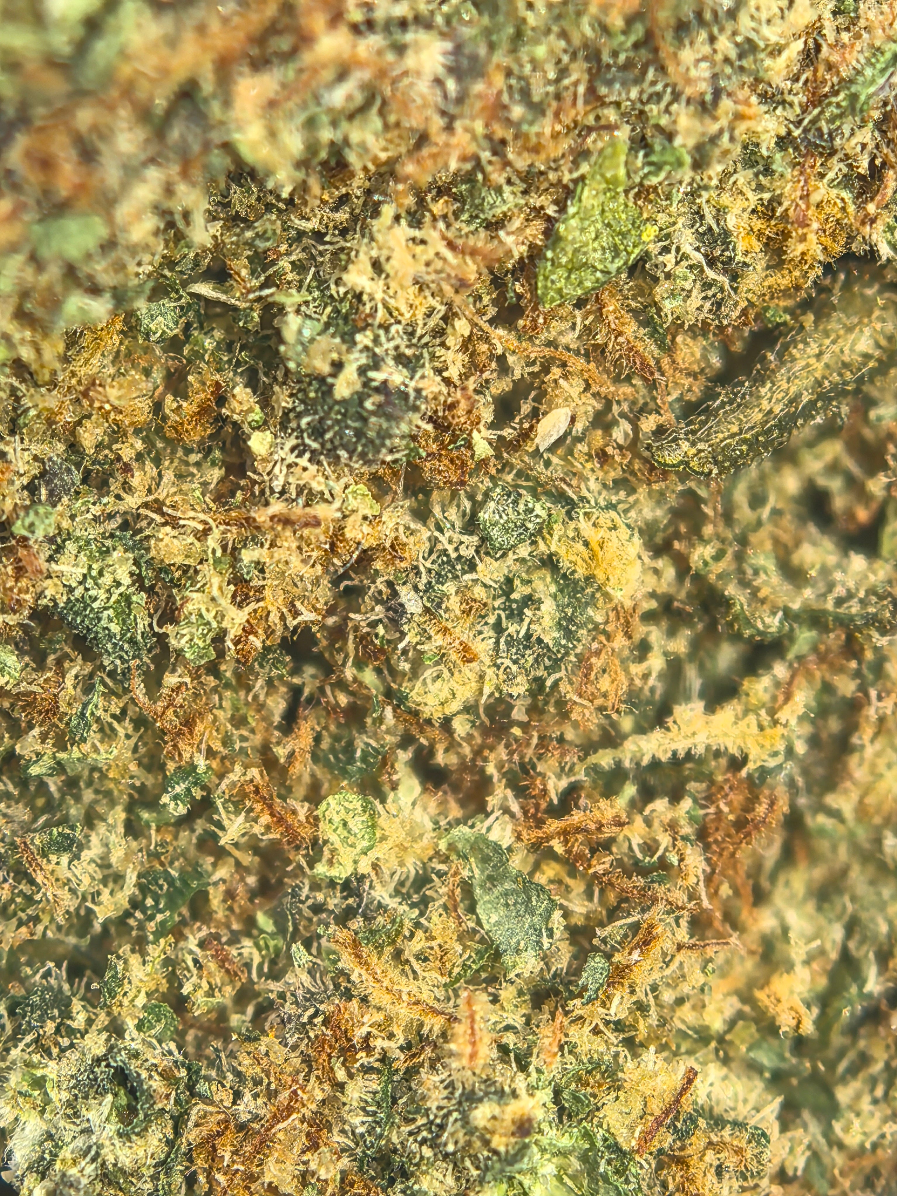 Blue Zushi CBD Blüten 10,67% – süß & fruchtig