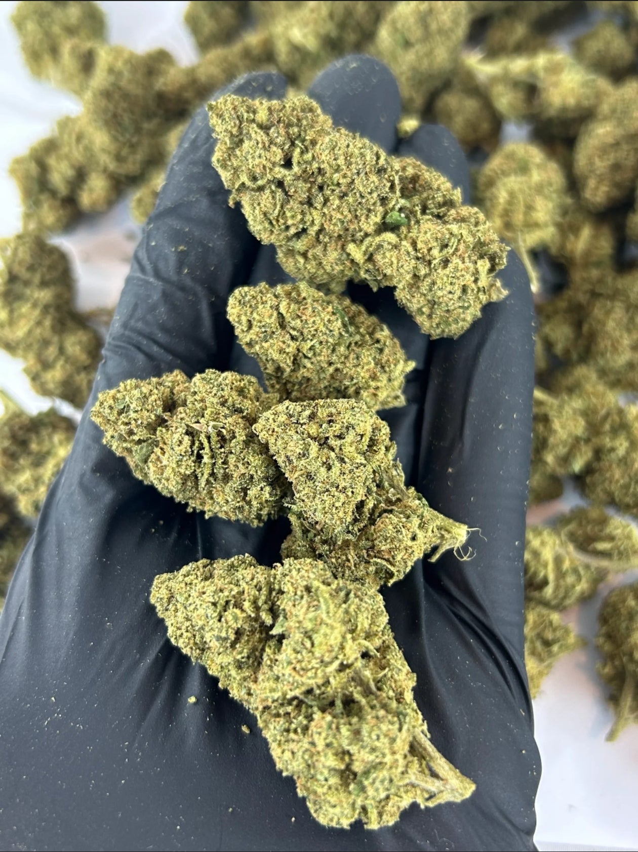 Tangie Dream CBD Blüten 7,03% CBD + 2,61% CBG – zitrisch, würzig & gassy
