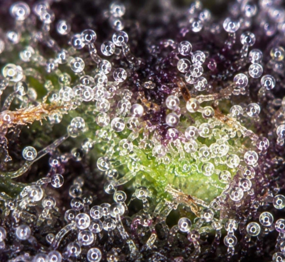 Trichome bei CBD-Blüten: Was du unter dem Mikroskop wirklich siehst
