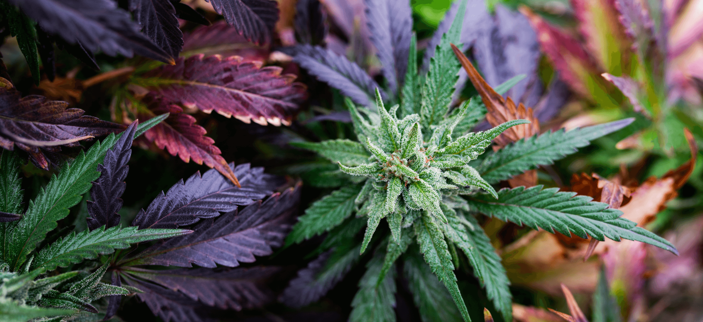 Farbechte CBD Blüten in Innenräumen, unter optimalen Bedingungen kultiviert, Teil der Indoor Kollektion.