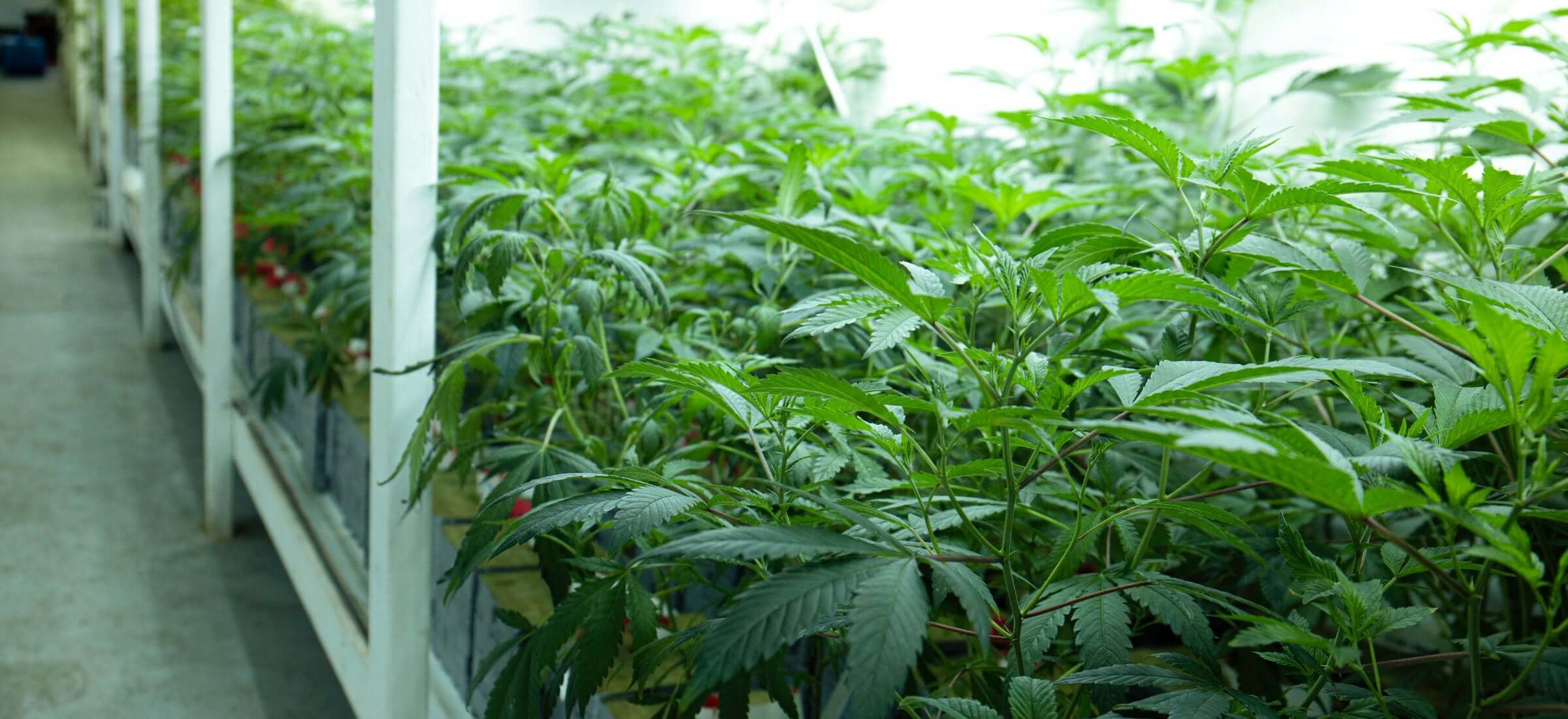 greenhouse cannabidiol