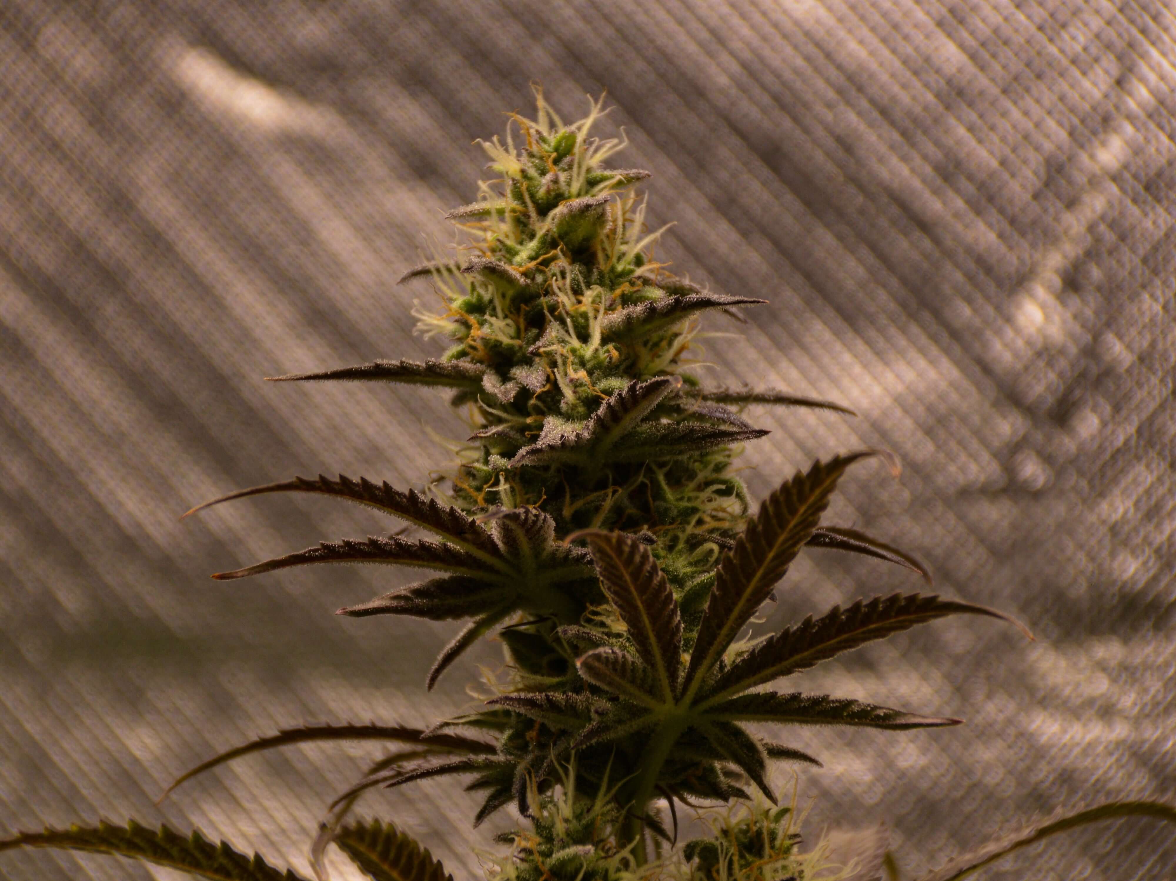 Mystery Kush Pack - TK Seeds