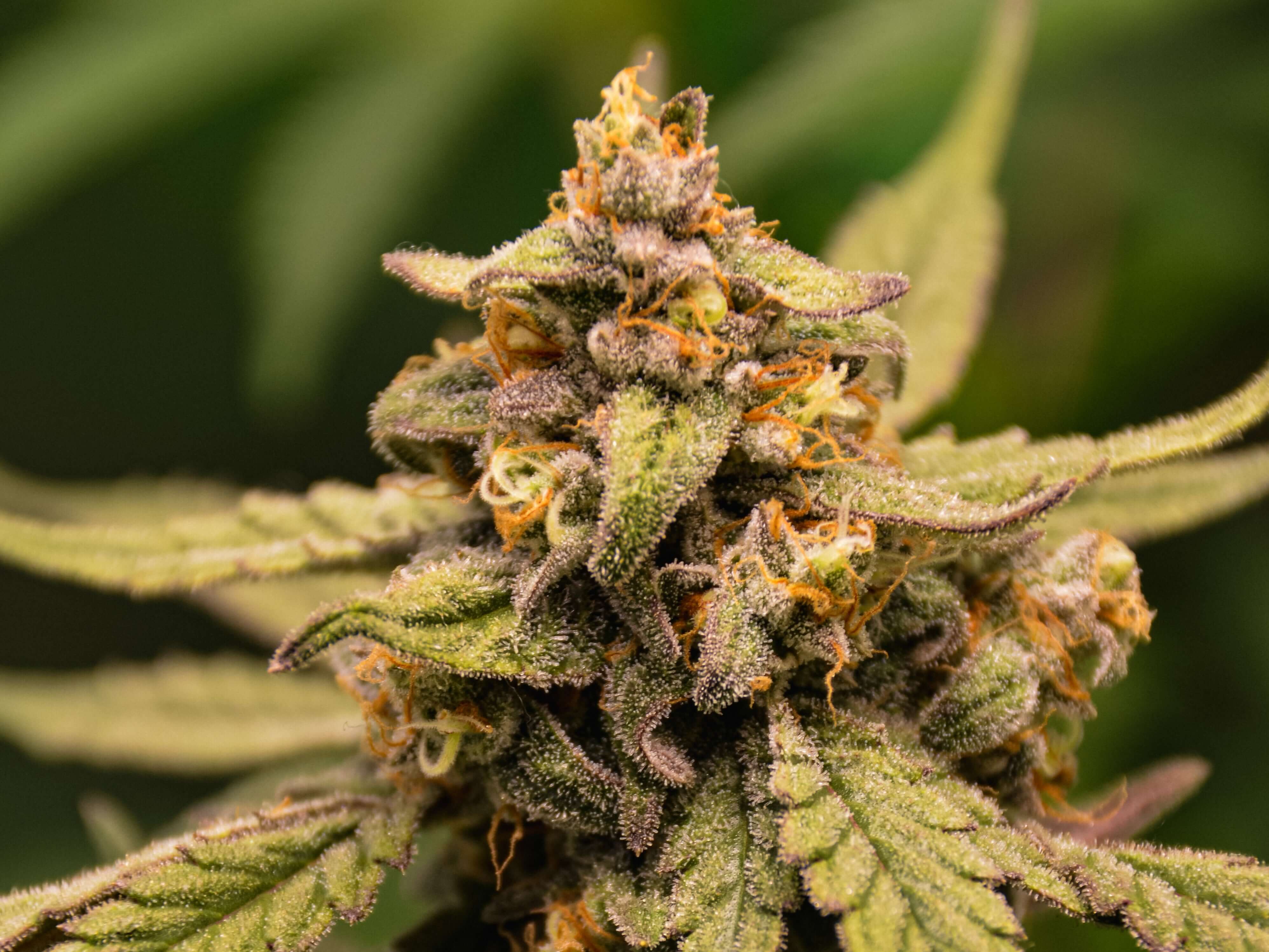 Mystery Kush Pack - TK Seeds