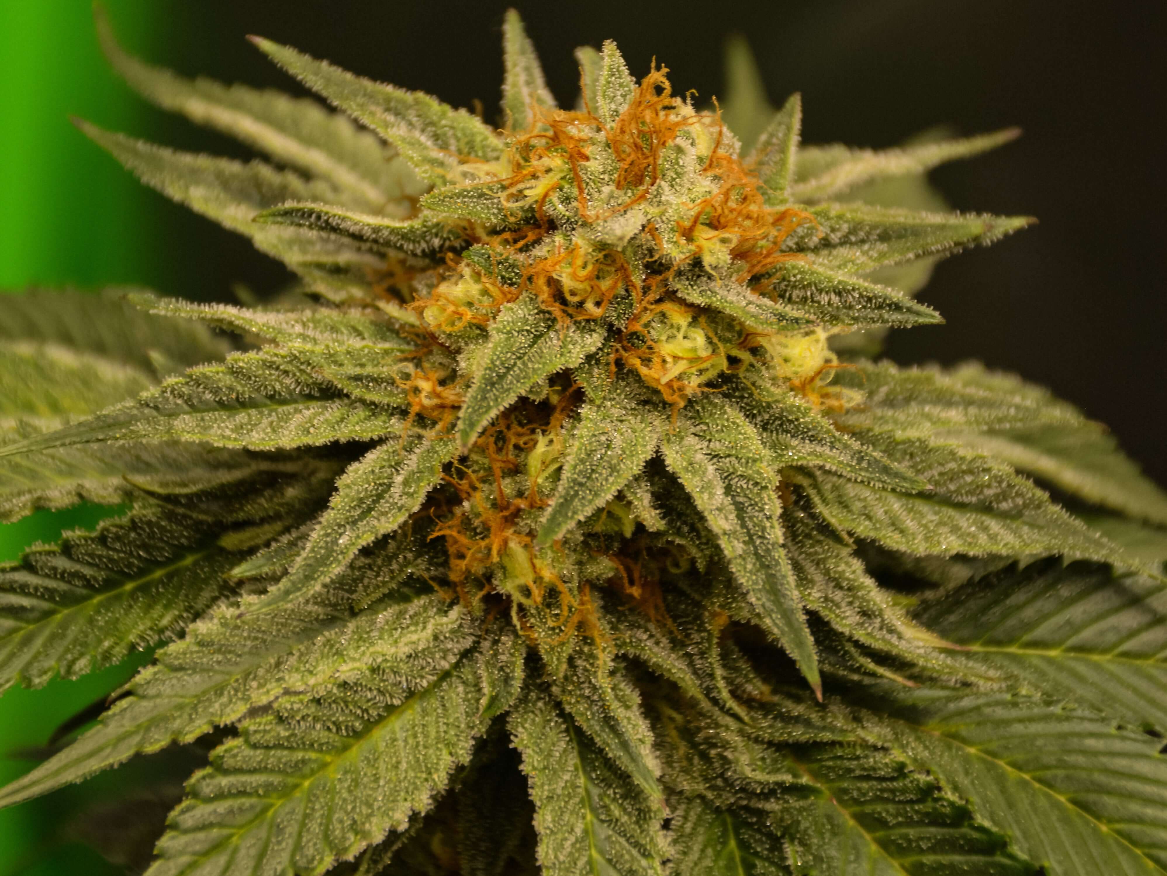 Mystery Kush Pack - TK Seeds