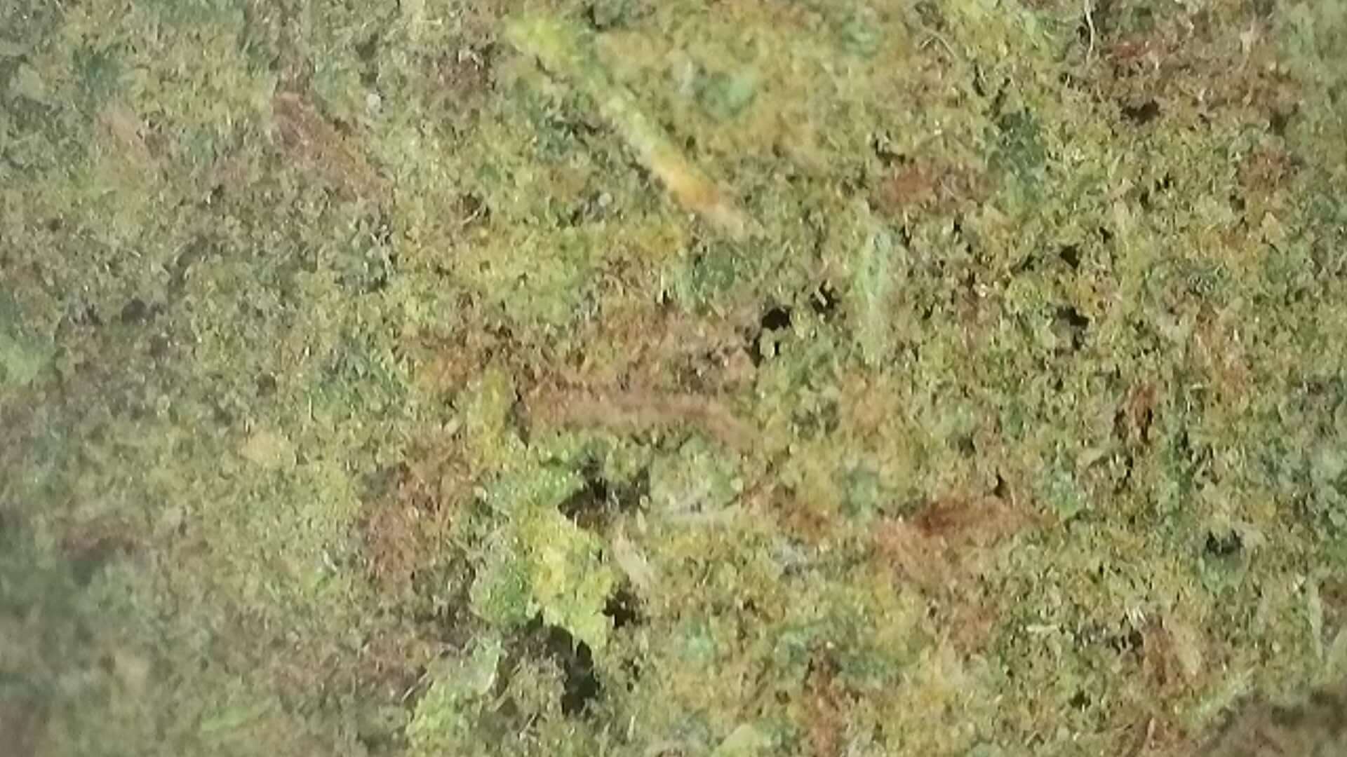 Nahaufnahme von Candy Kush CBD Blüten mit intensivem grünem Muster und Textur, ideal für Entspannung.
