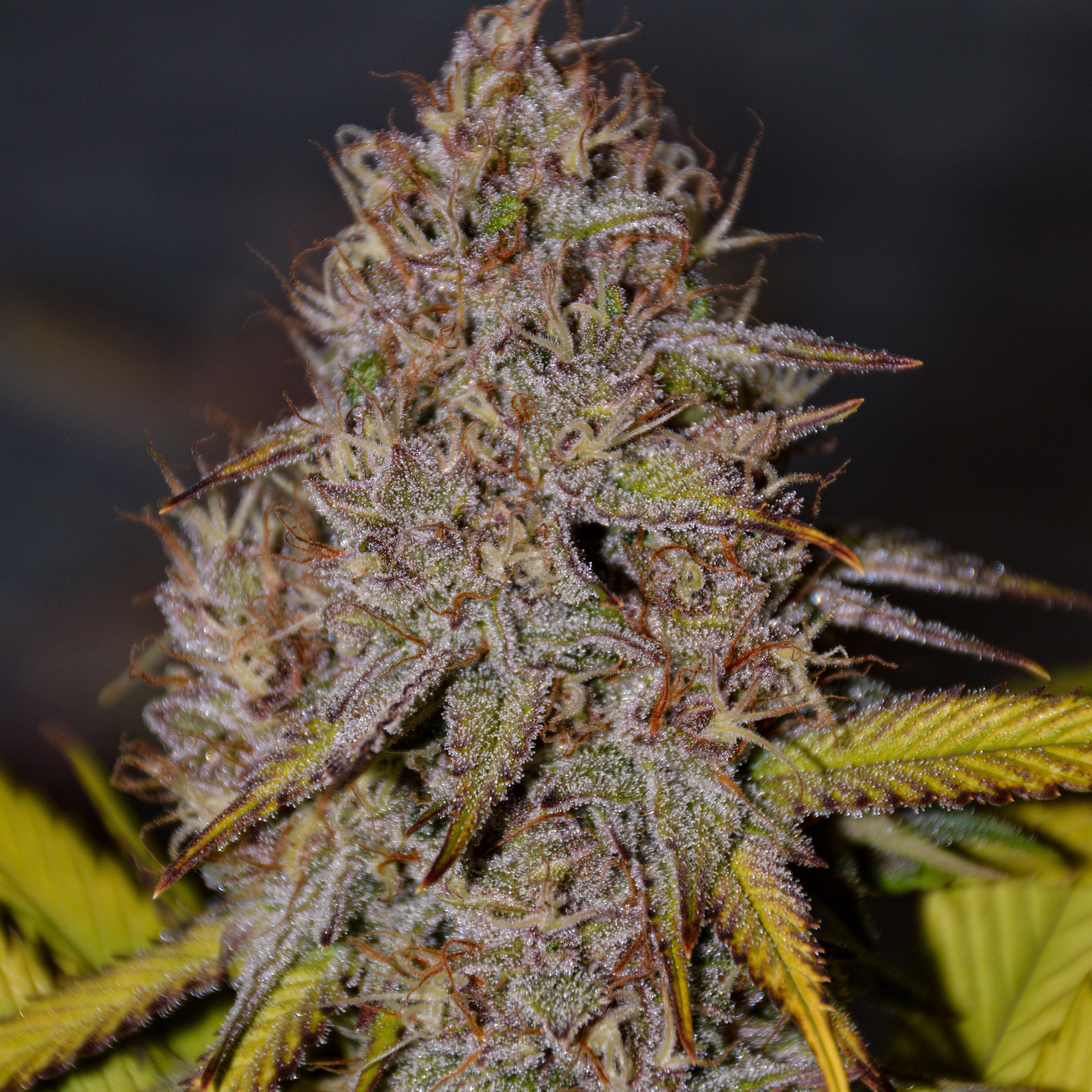 Lemonade Dream – TK Seeds