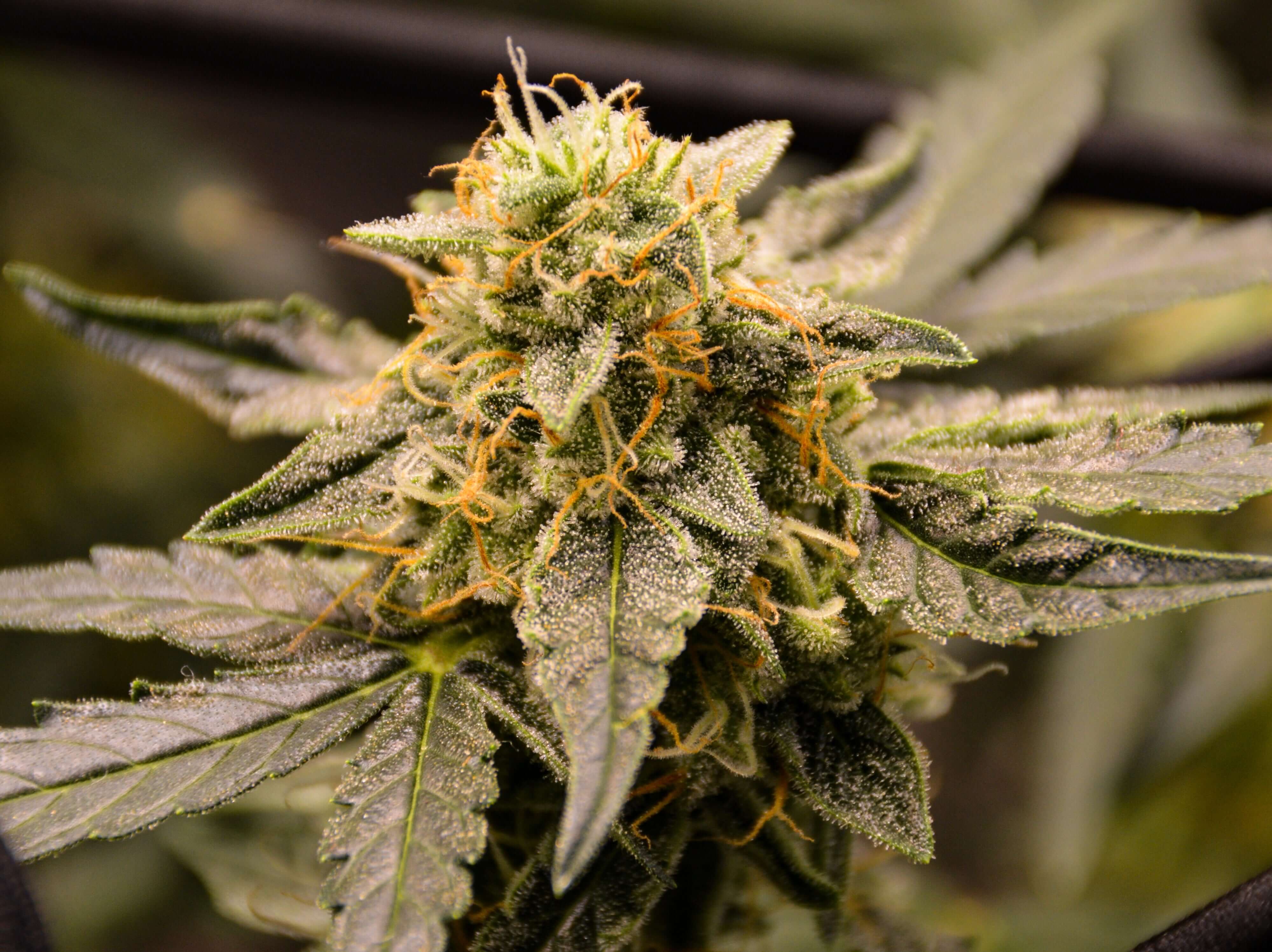 Mystery Kush Pack - TK Seeds