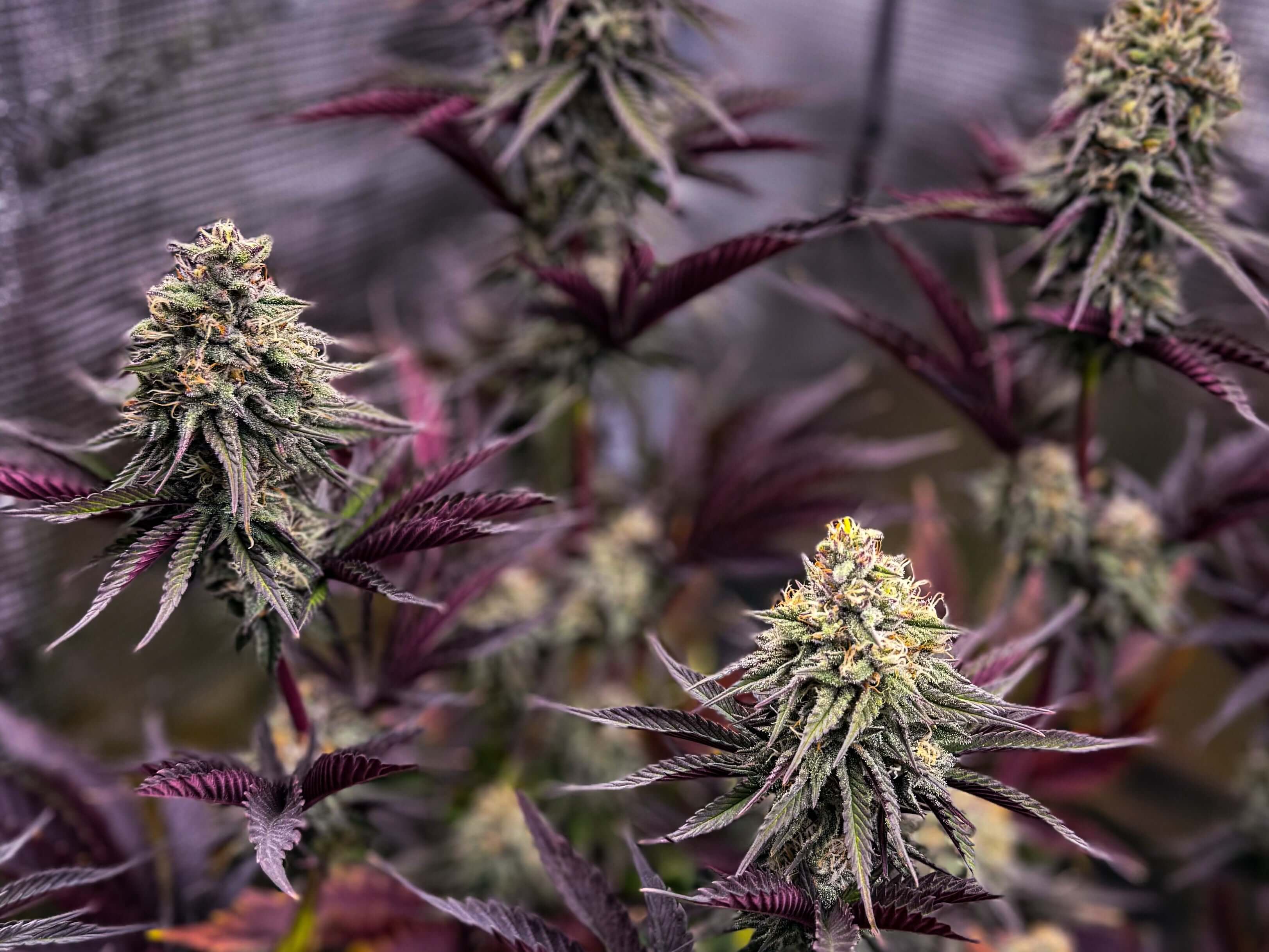 Mystery Kush Pack - TK Seeds