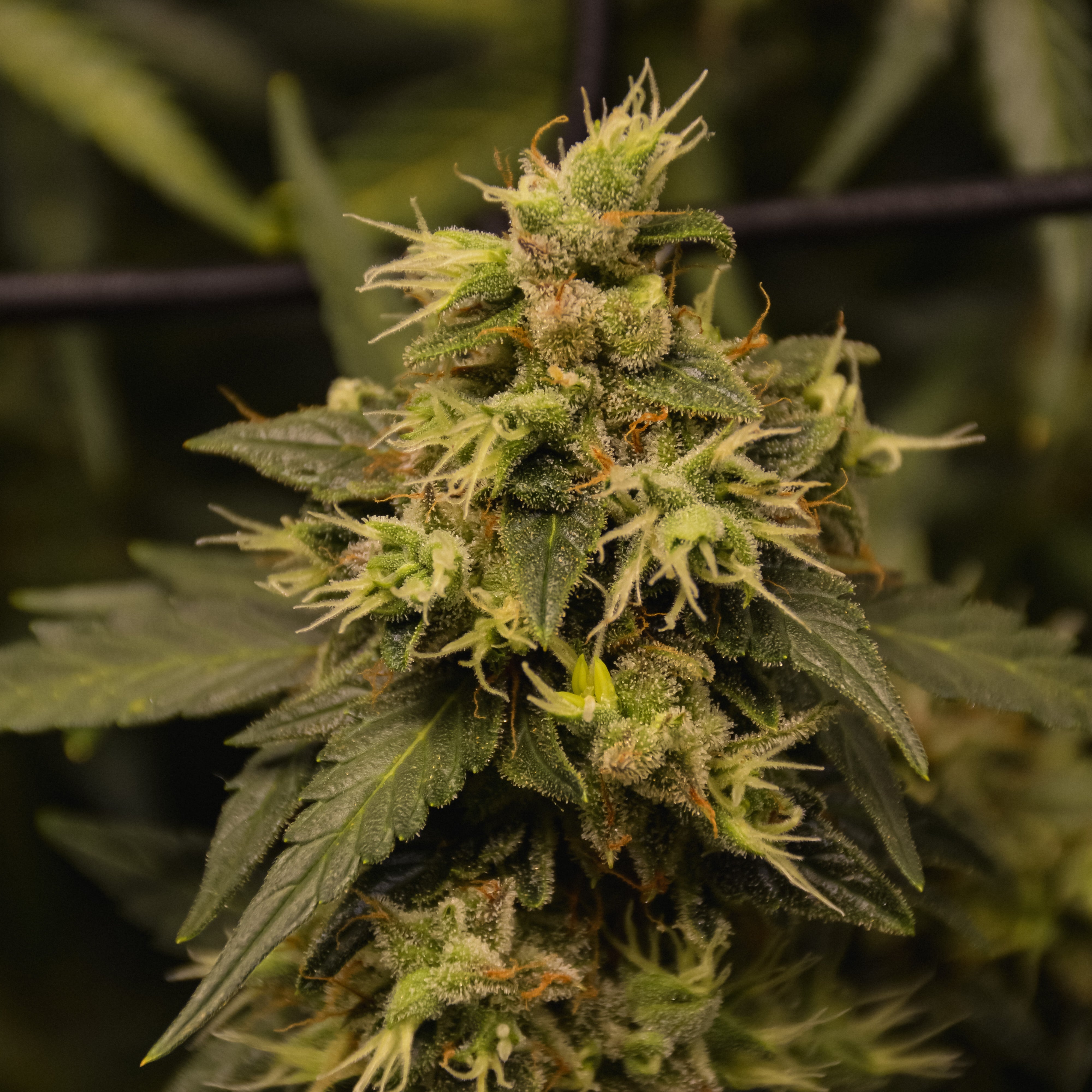 Greek Widow Fusion – TK Seeds
