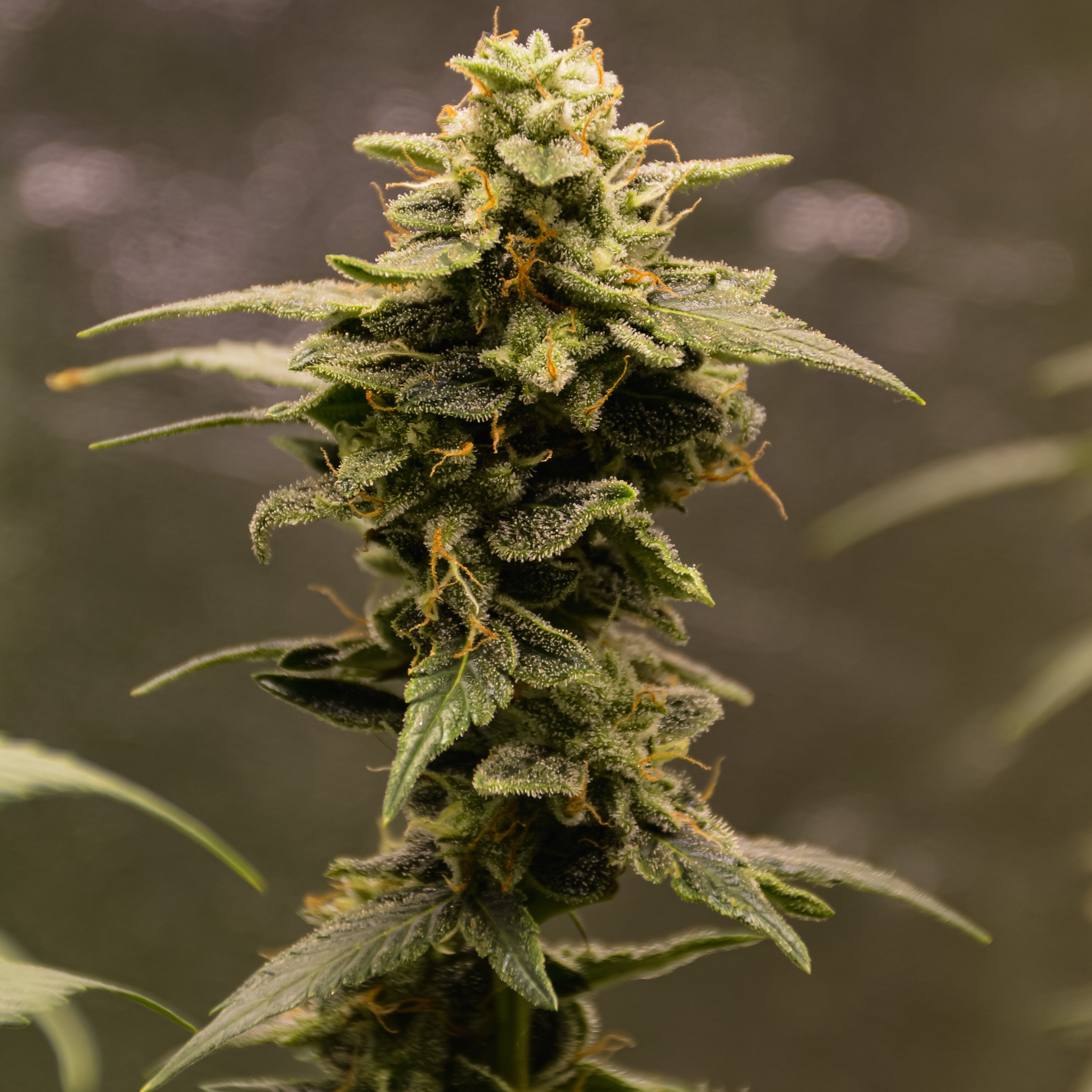 Greek Widow Fusion – TK Seeds