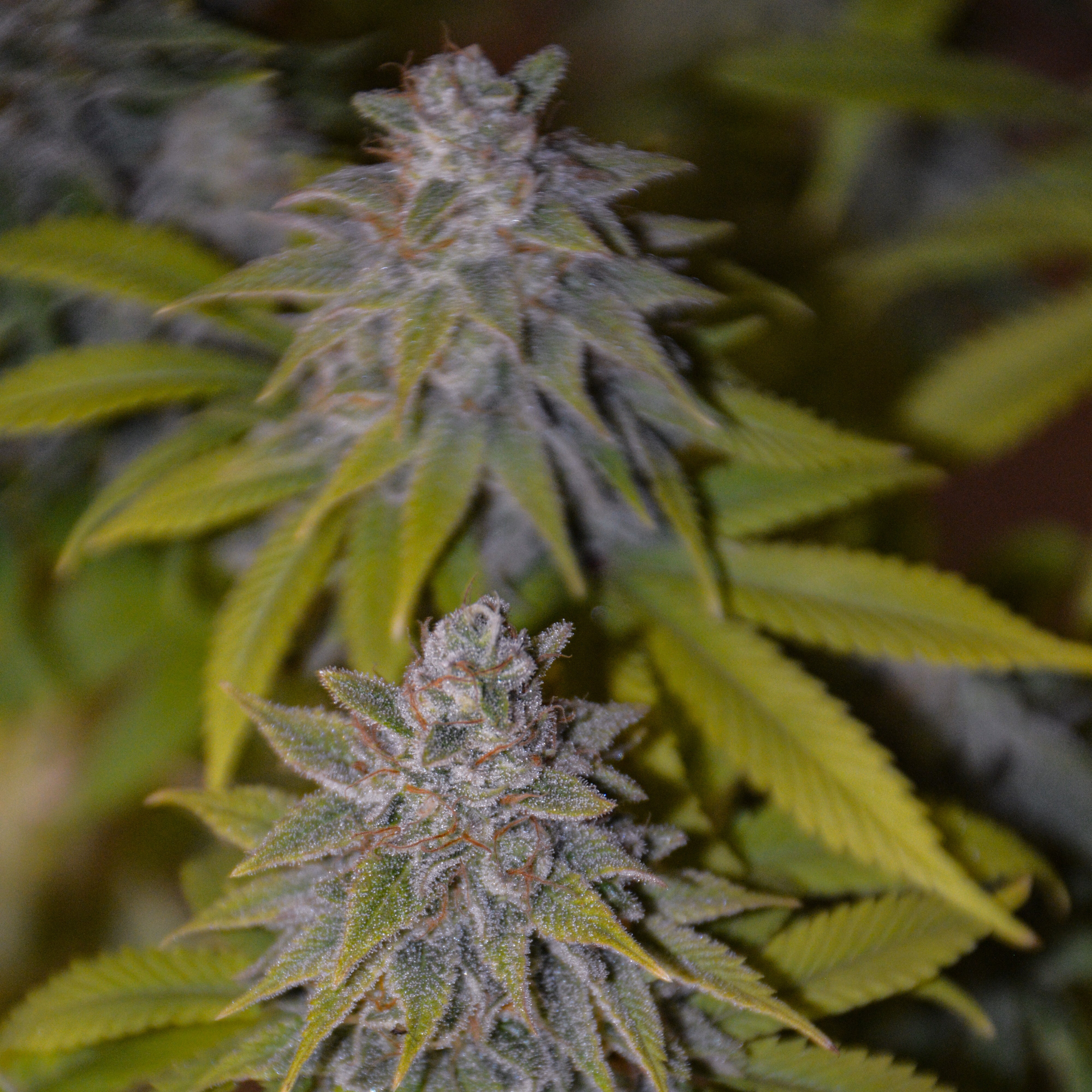 Lemonade Dream – TK Seeds