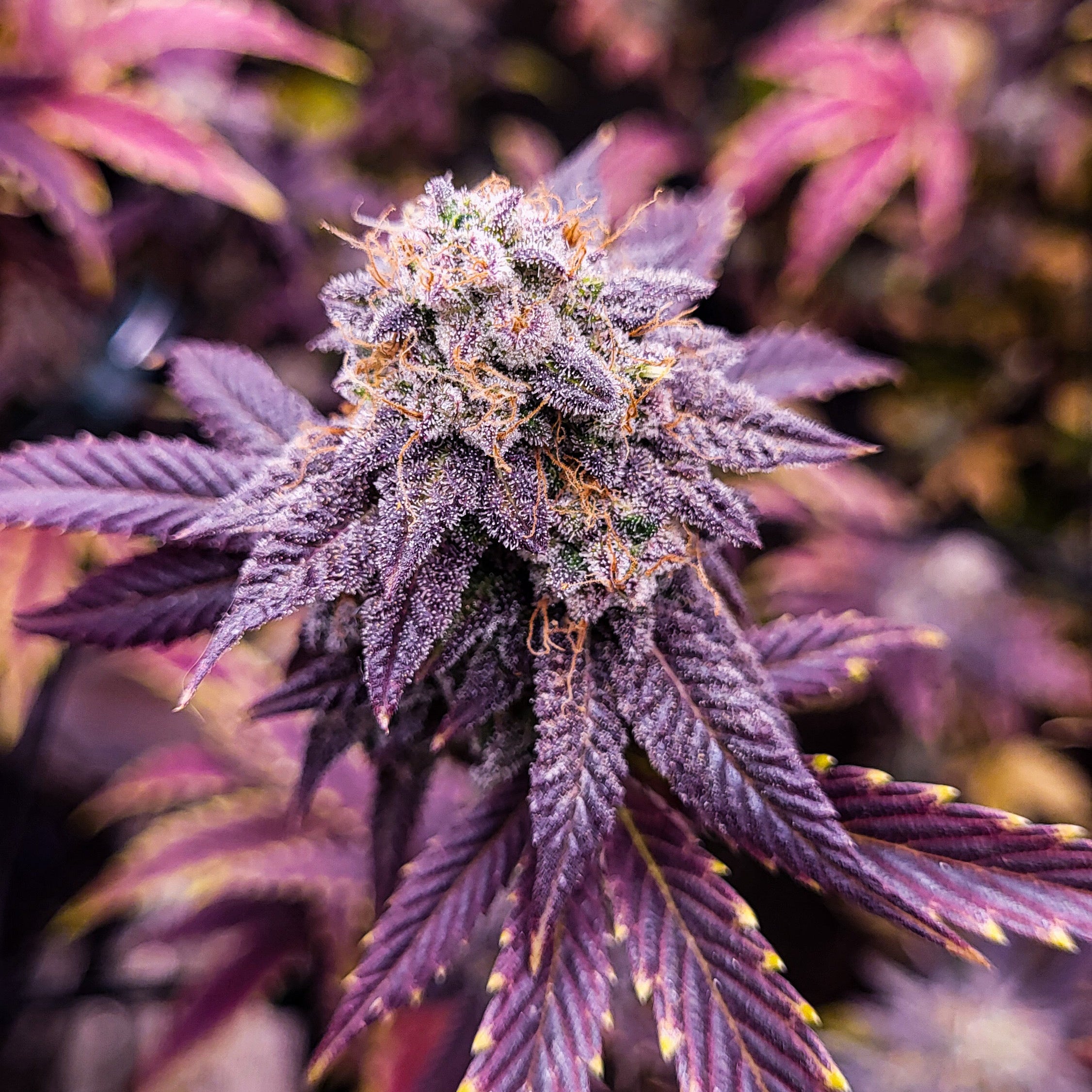 Red Northern Poison – TK Seeds