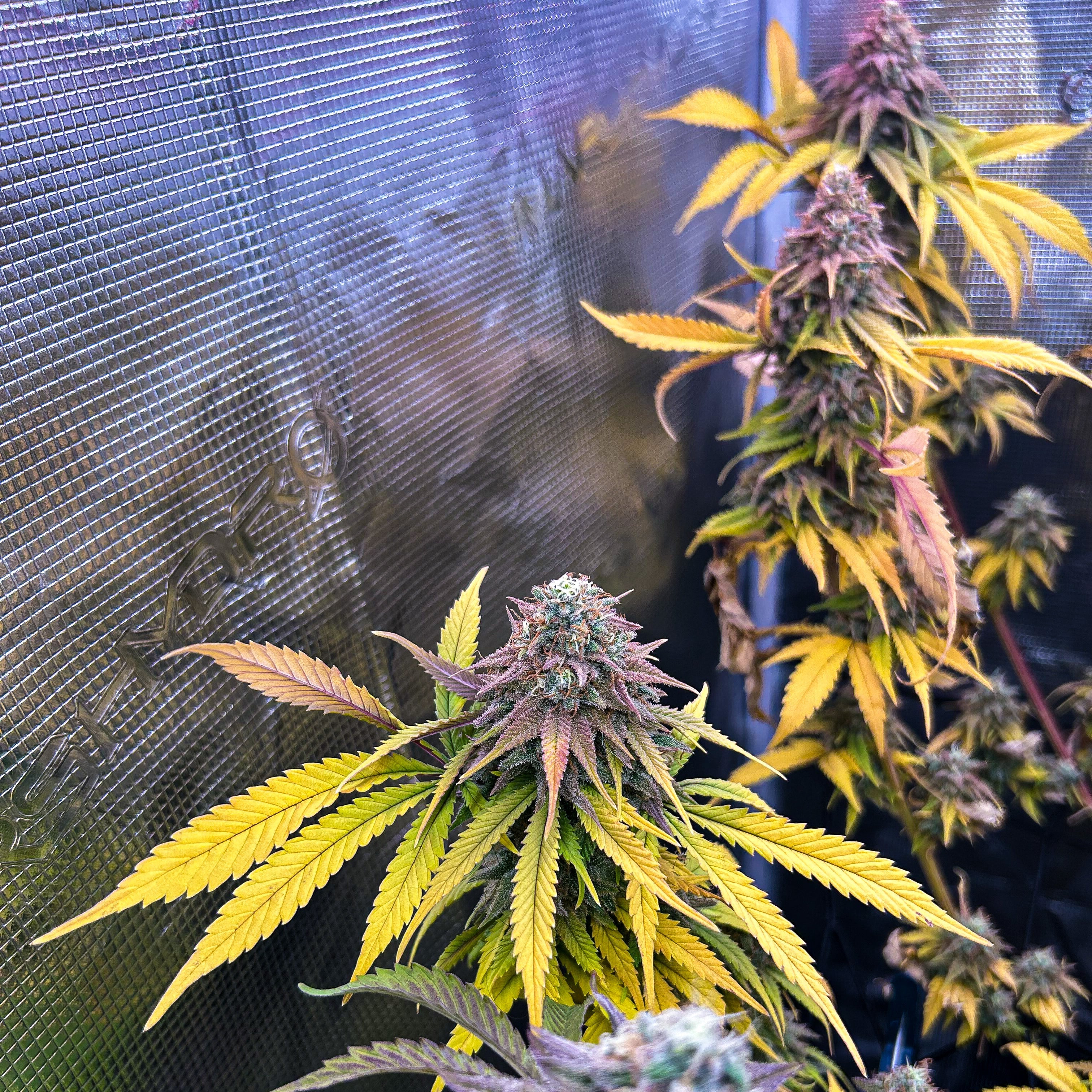 Red Northern Poison – TK Seeds