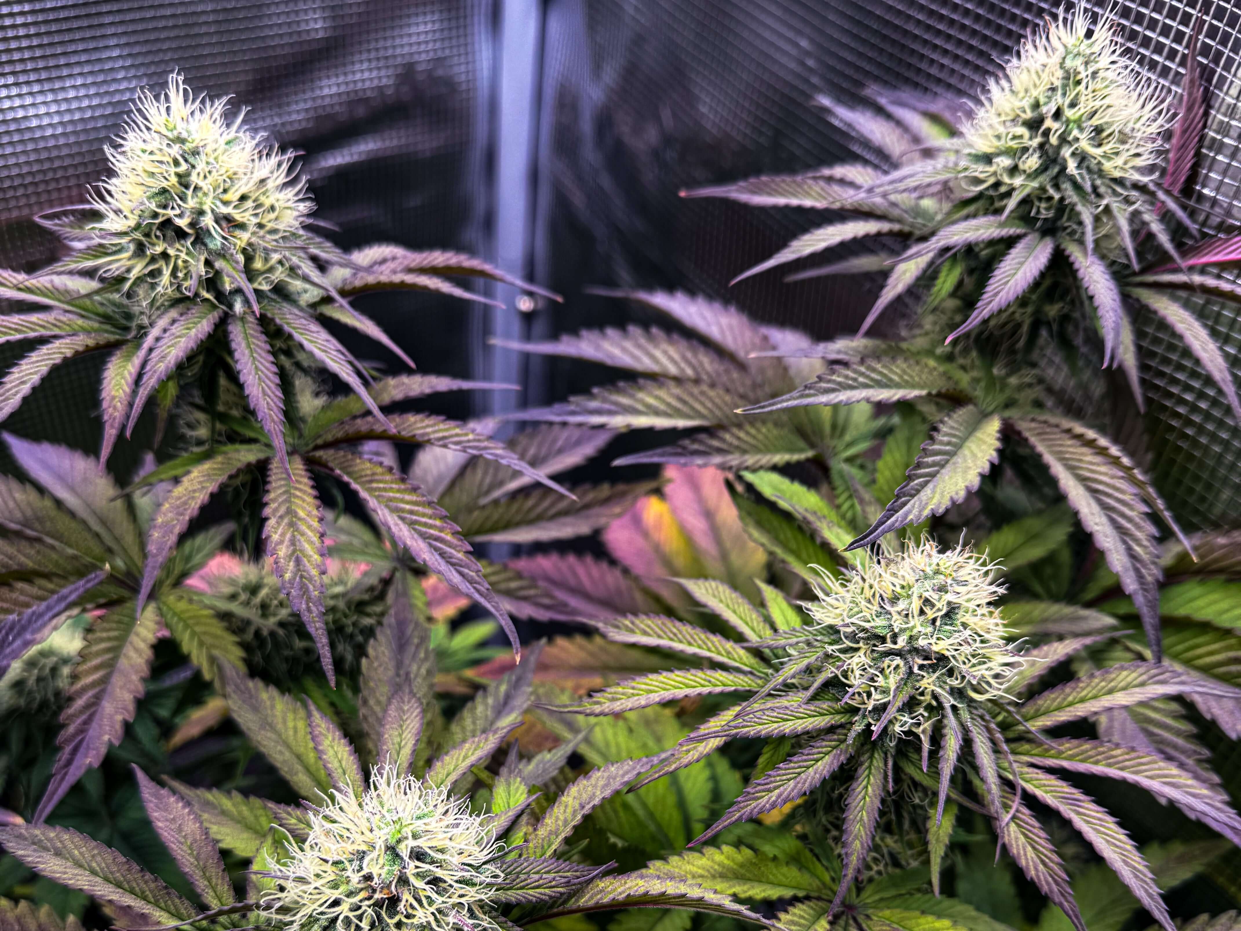 Mystery Kush Pack - TK Seeds