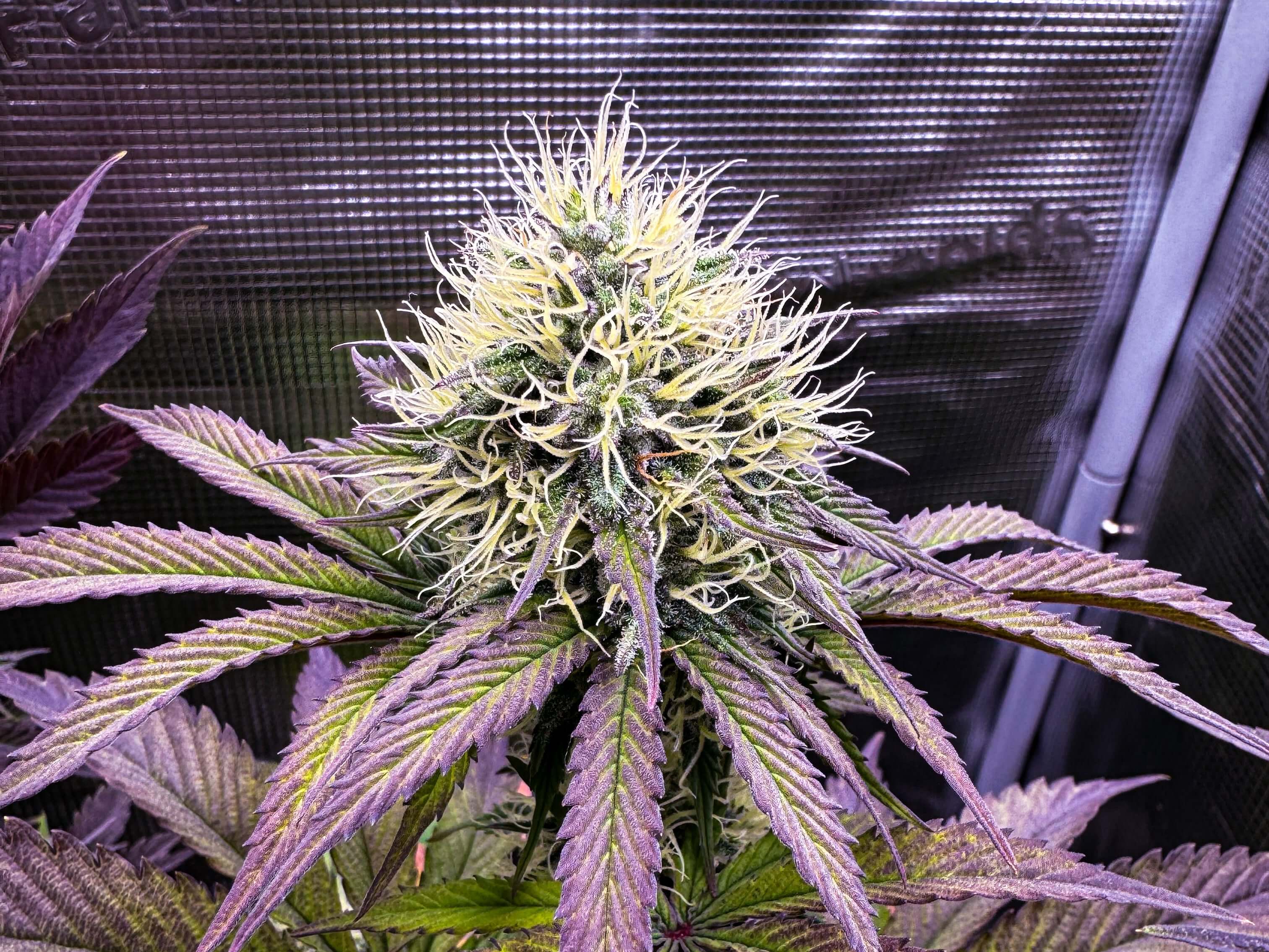 Mystery Kush Pack - TK Seeds