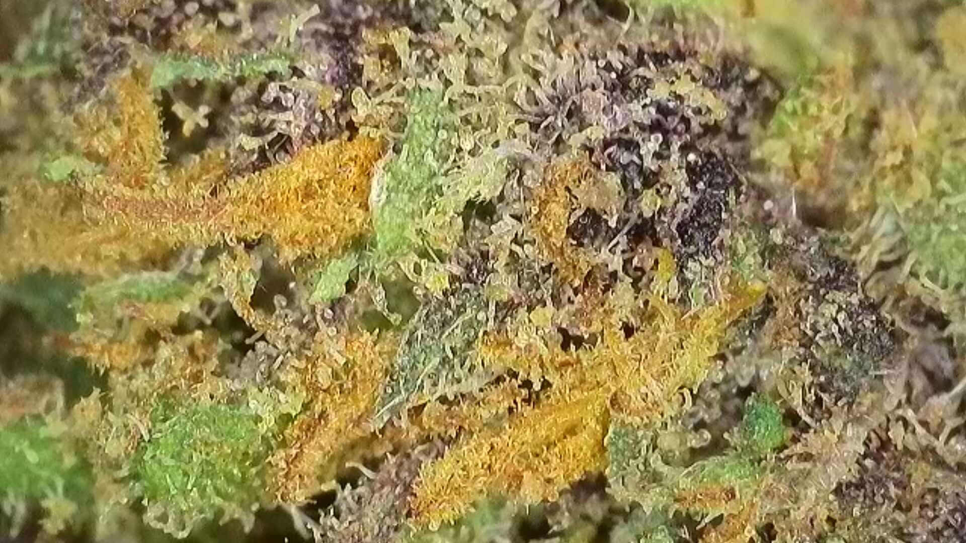 Close-up of Aladin Purple Kush CBD Blüten showing vibrant colors and textures, highlighting its rich, sweet flavors.
