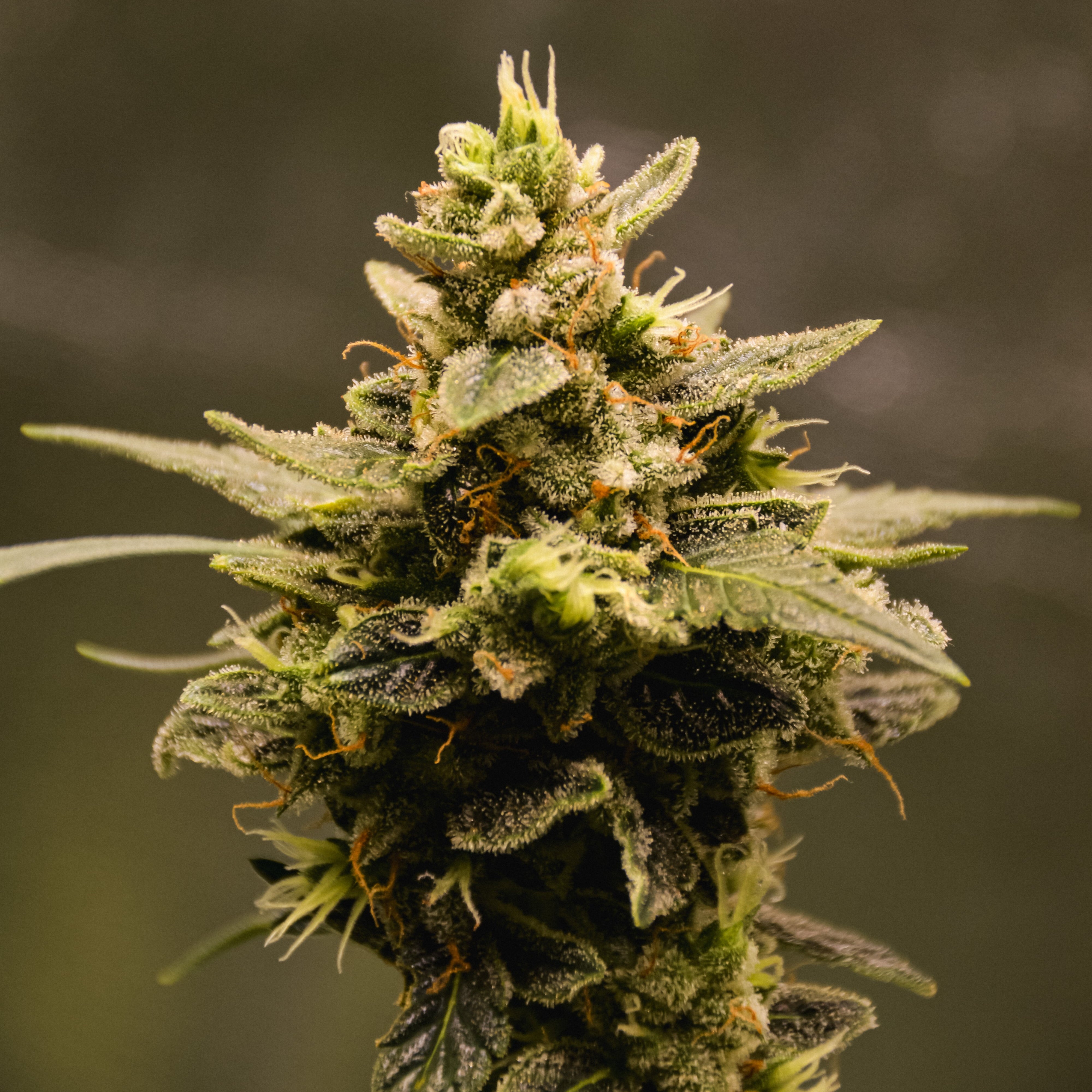 Greek Widow Fusion – TK Seeds