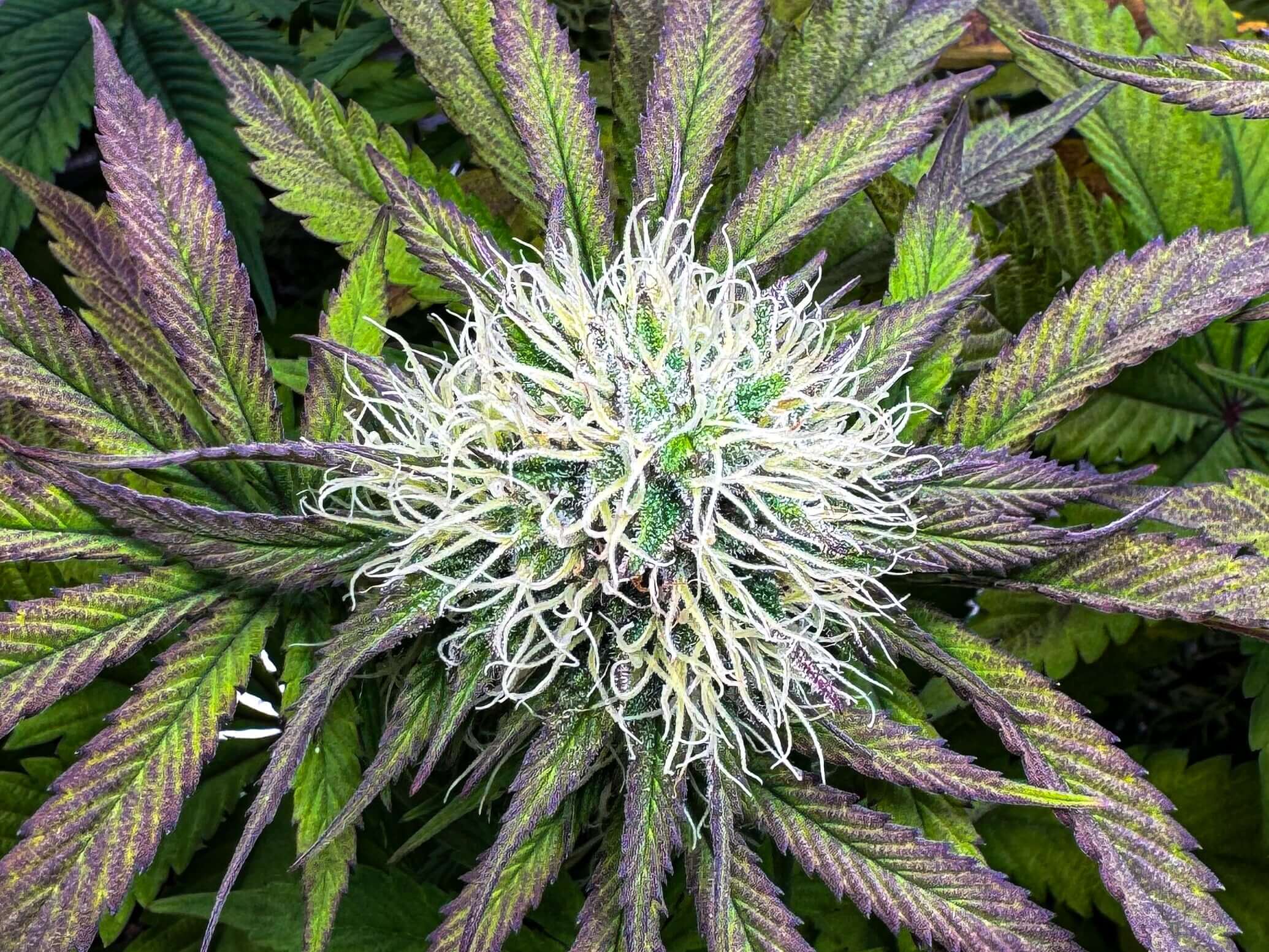 Mystery Kush Pack - TK Seeds